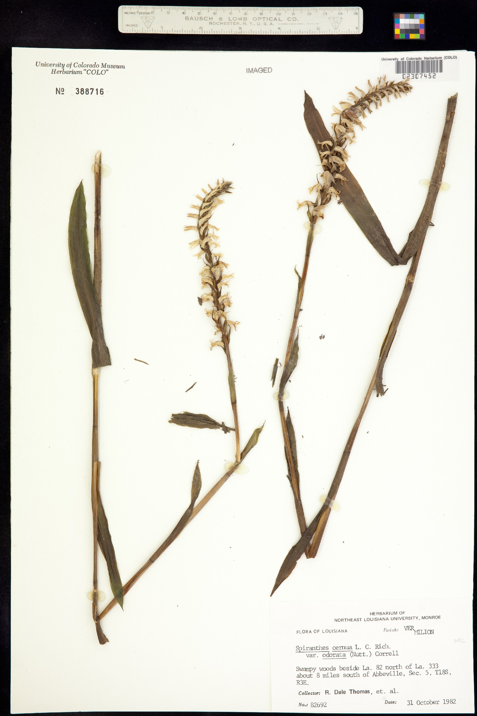 Spiranthes cernua image