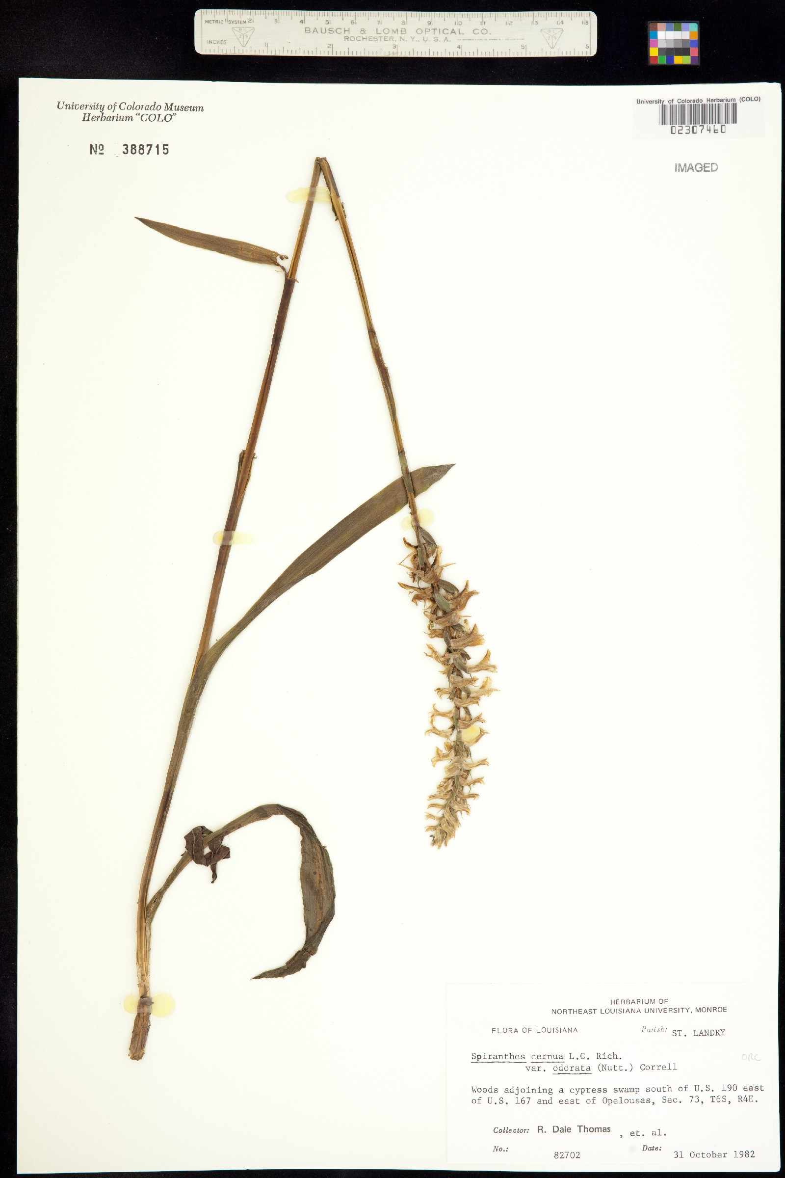 Spiranthes cernua image