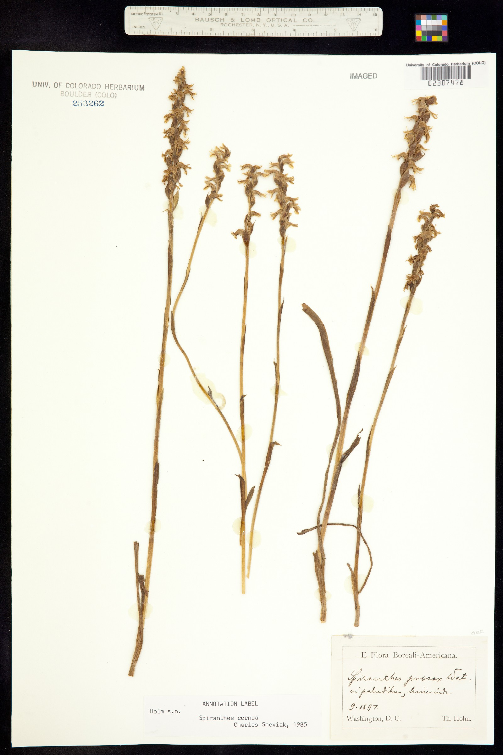 Spiranthes cernua image