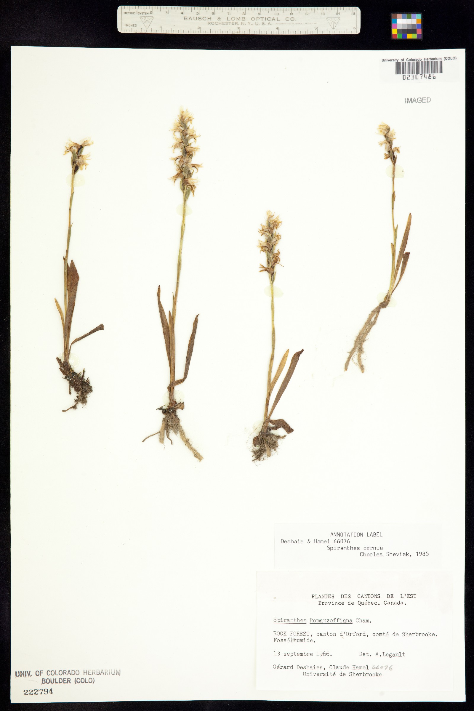 Spiranthes cernua image