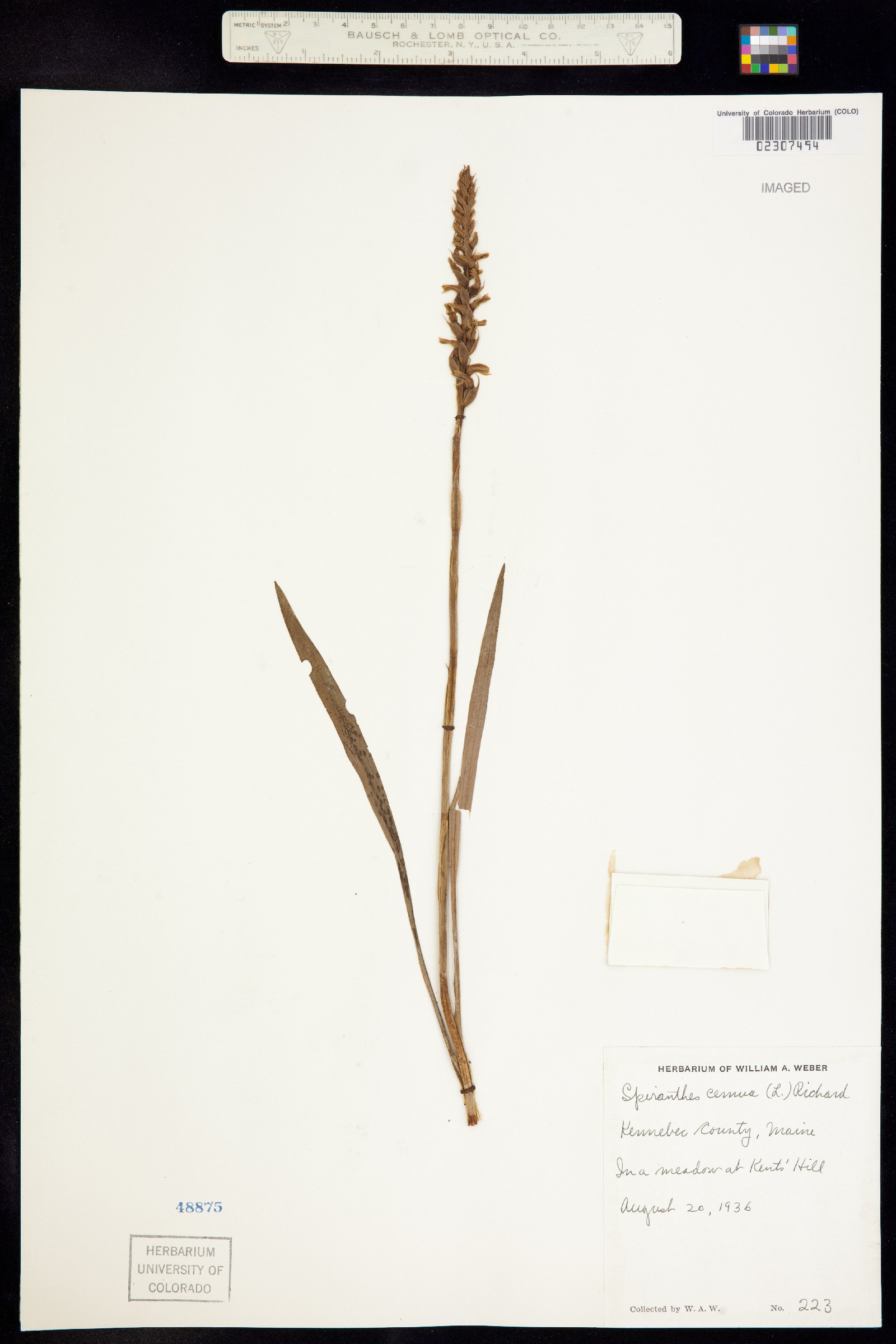 Spiranthes cernua image