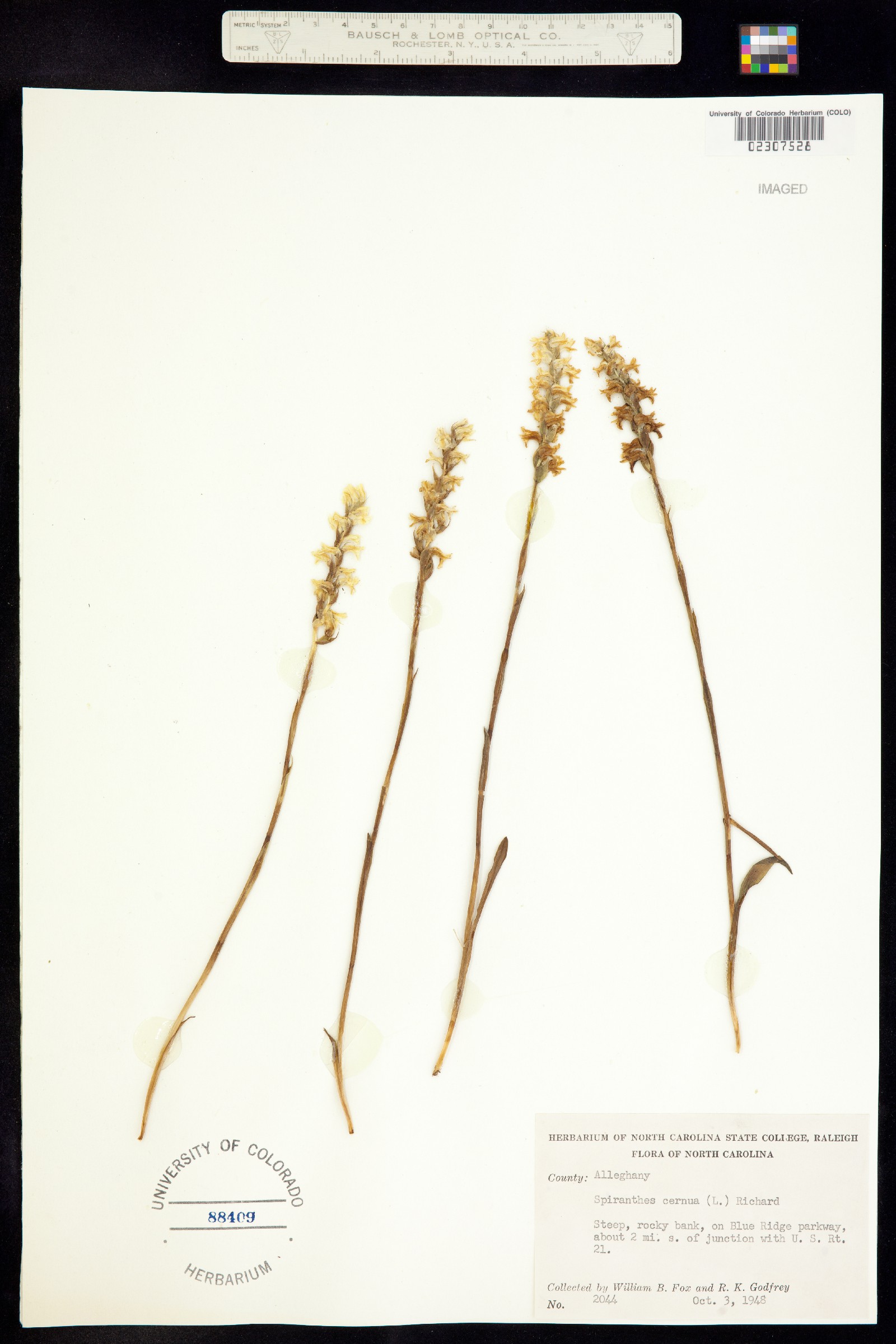 Spiranthes cernua image