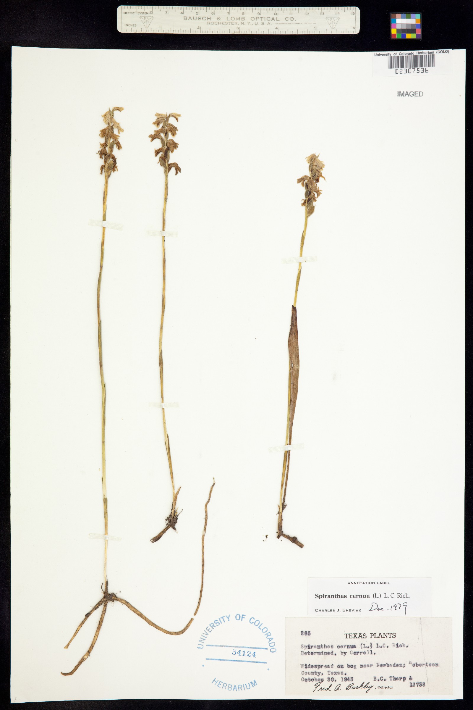 Spiranthes cernua image