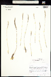 Brachystele affinis image