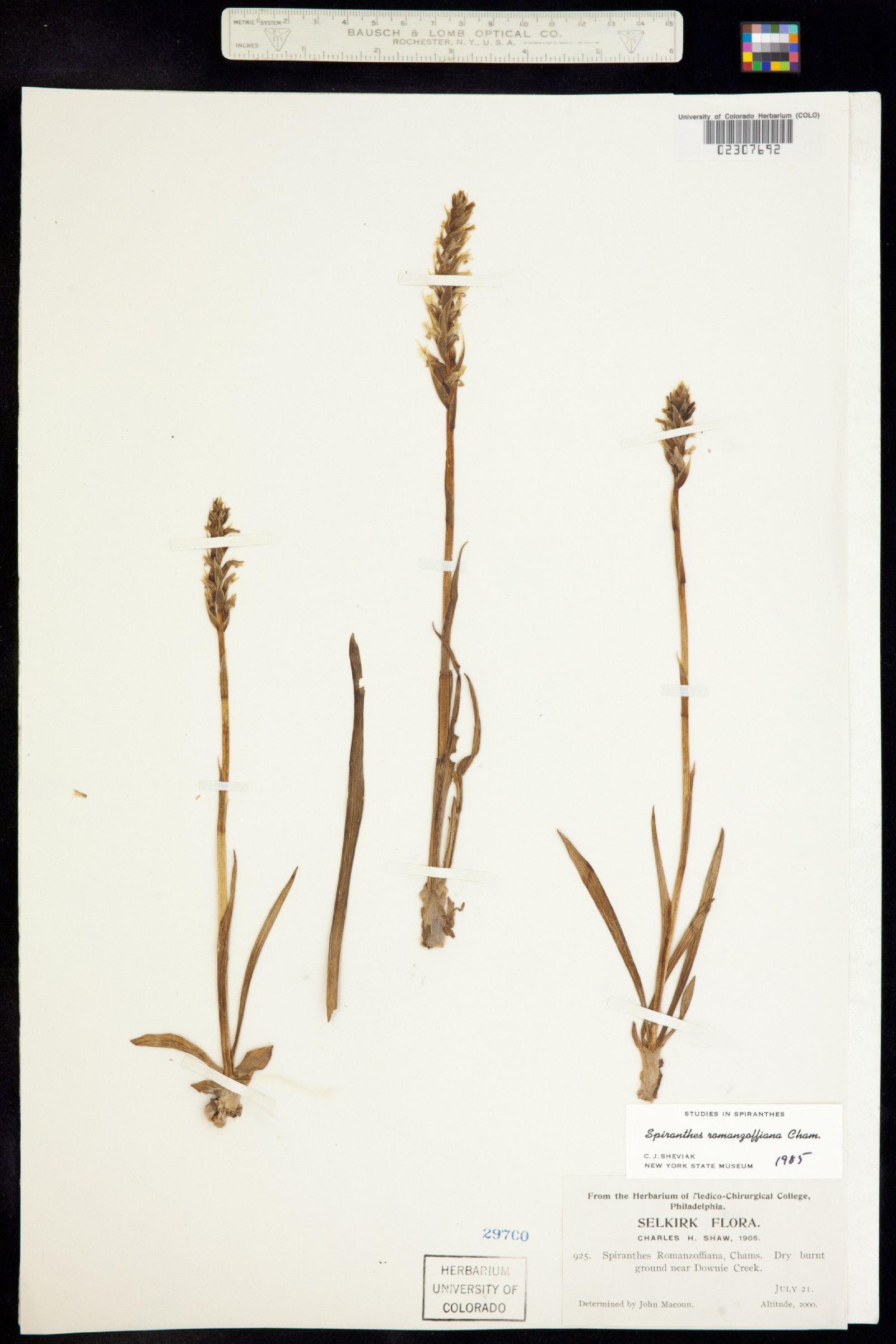 Spiranthes romanzoffiana image