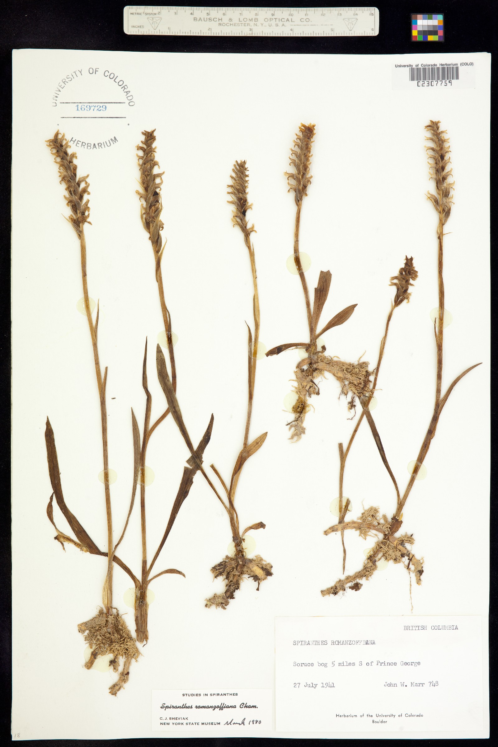 Spiranthes romanzoffiana image