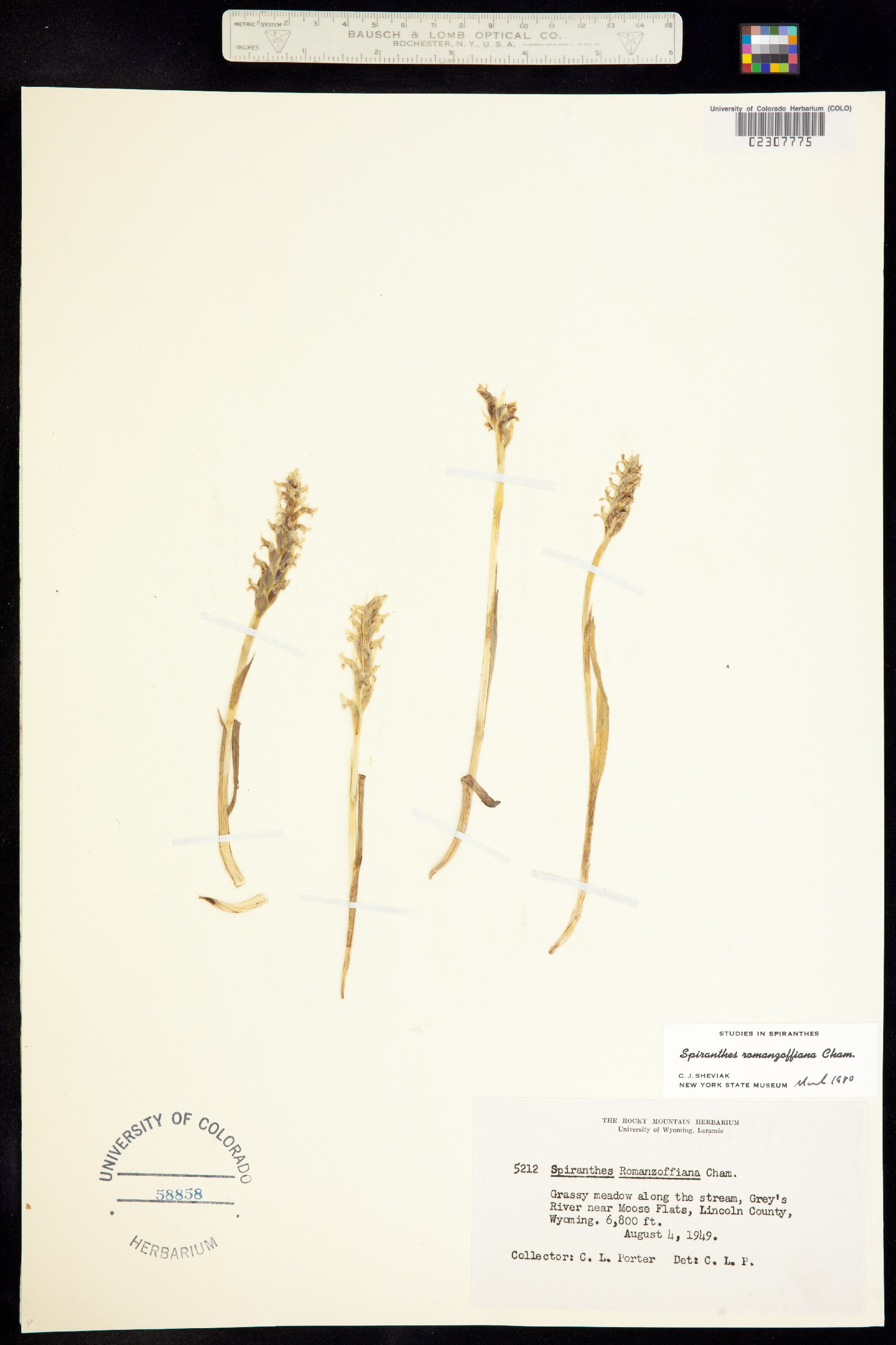 Spiranthes romanzoffiana image