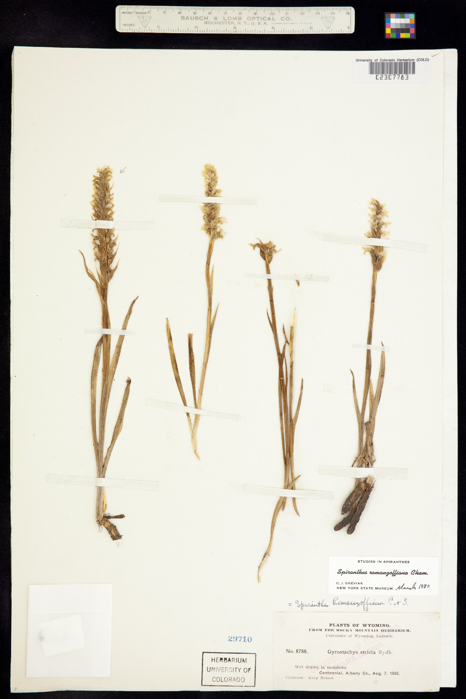 Spiranthes romanzoffiana image