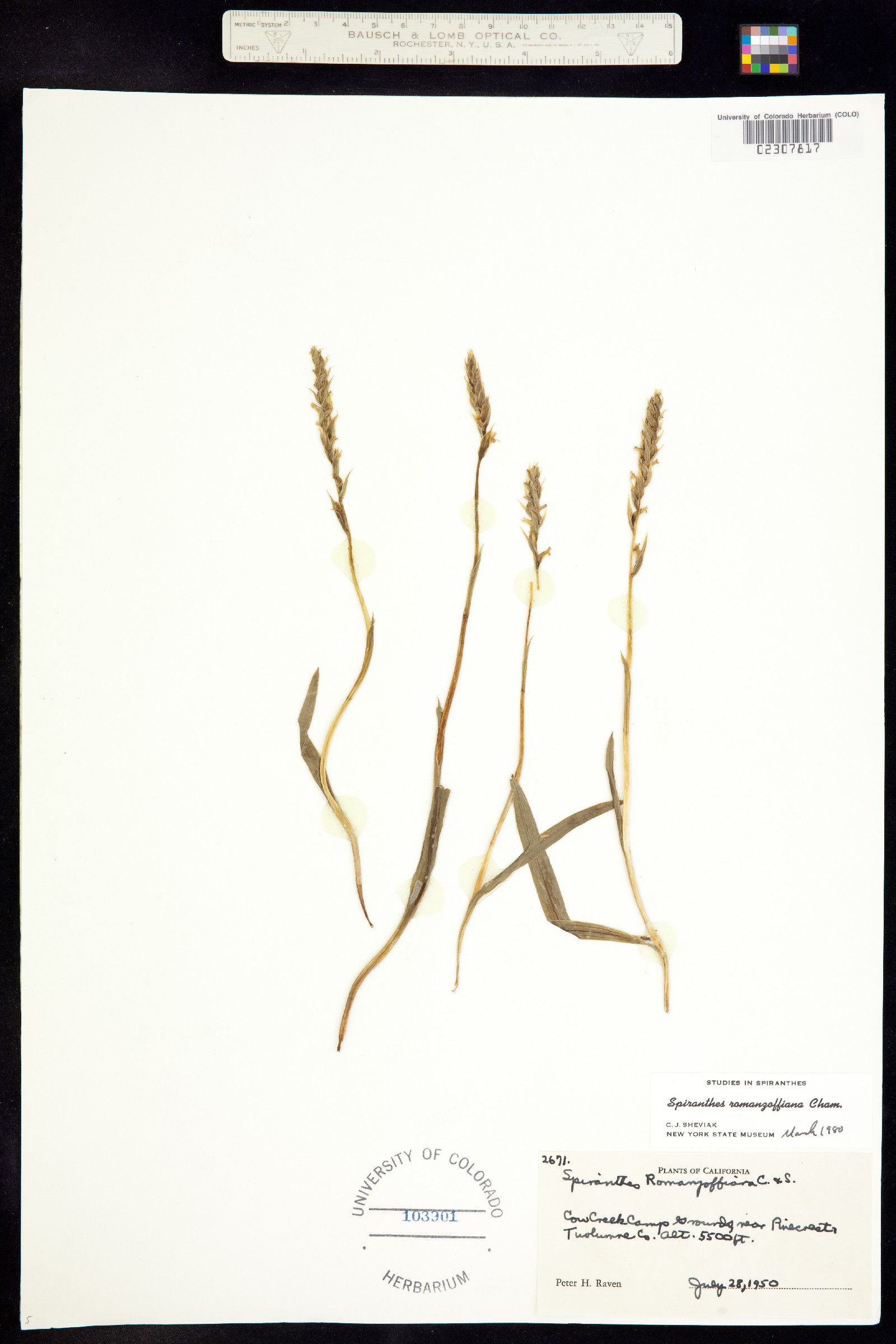 Spiranthes romanzoffiana image