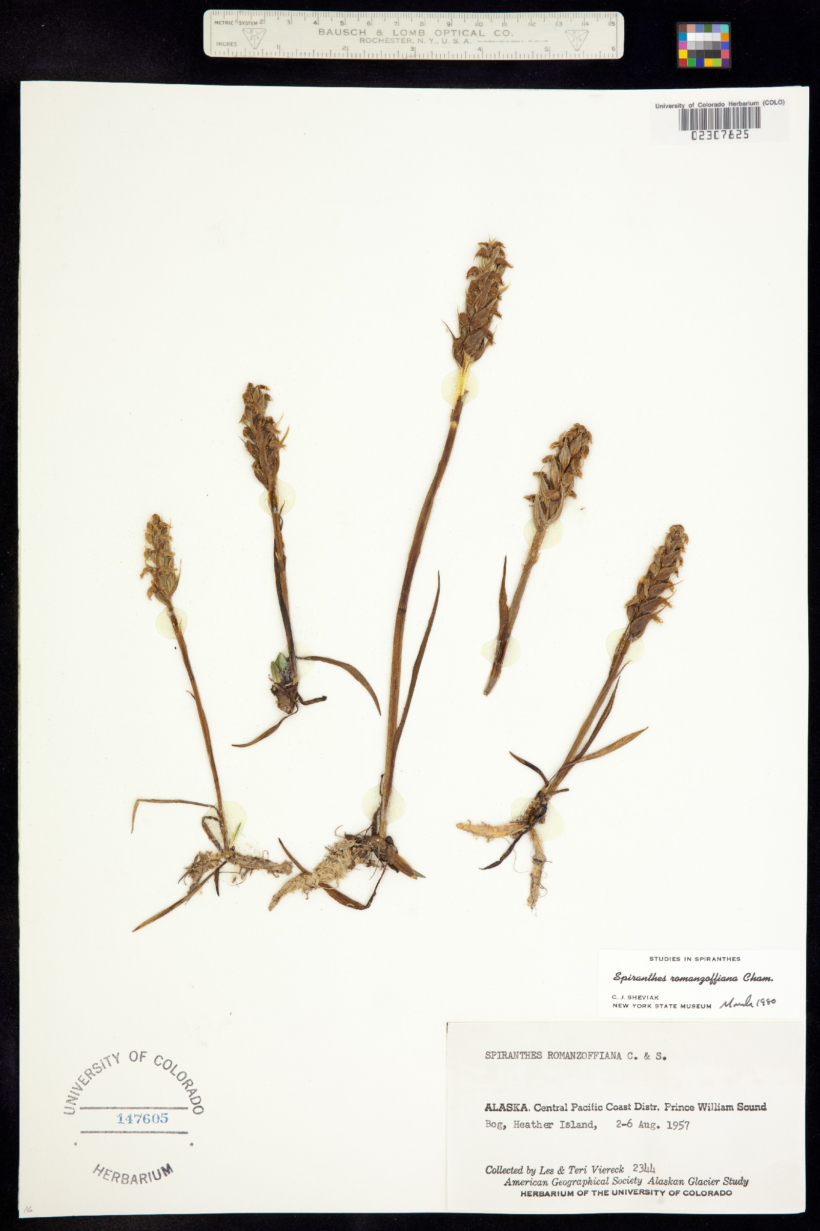 Spiranthes romanzoffiana image