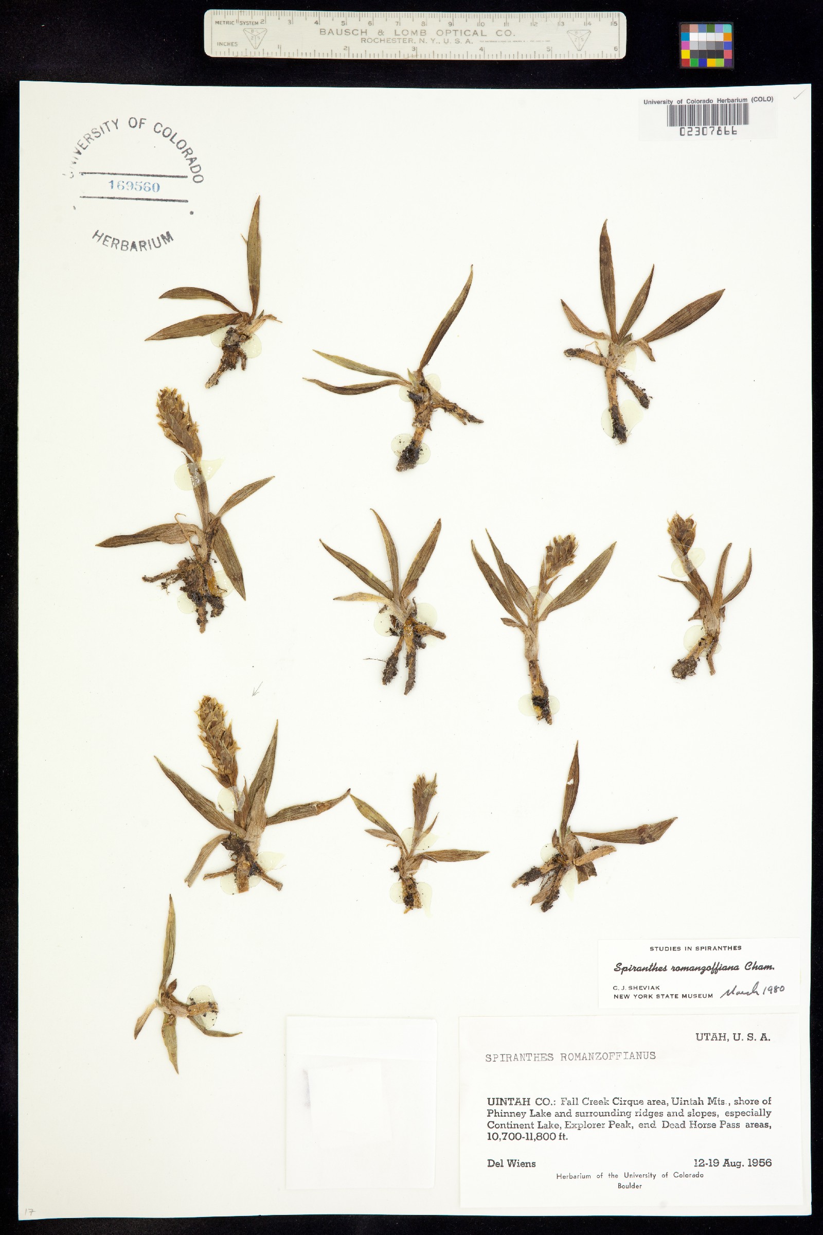 Spiranthes romanzoffiana image