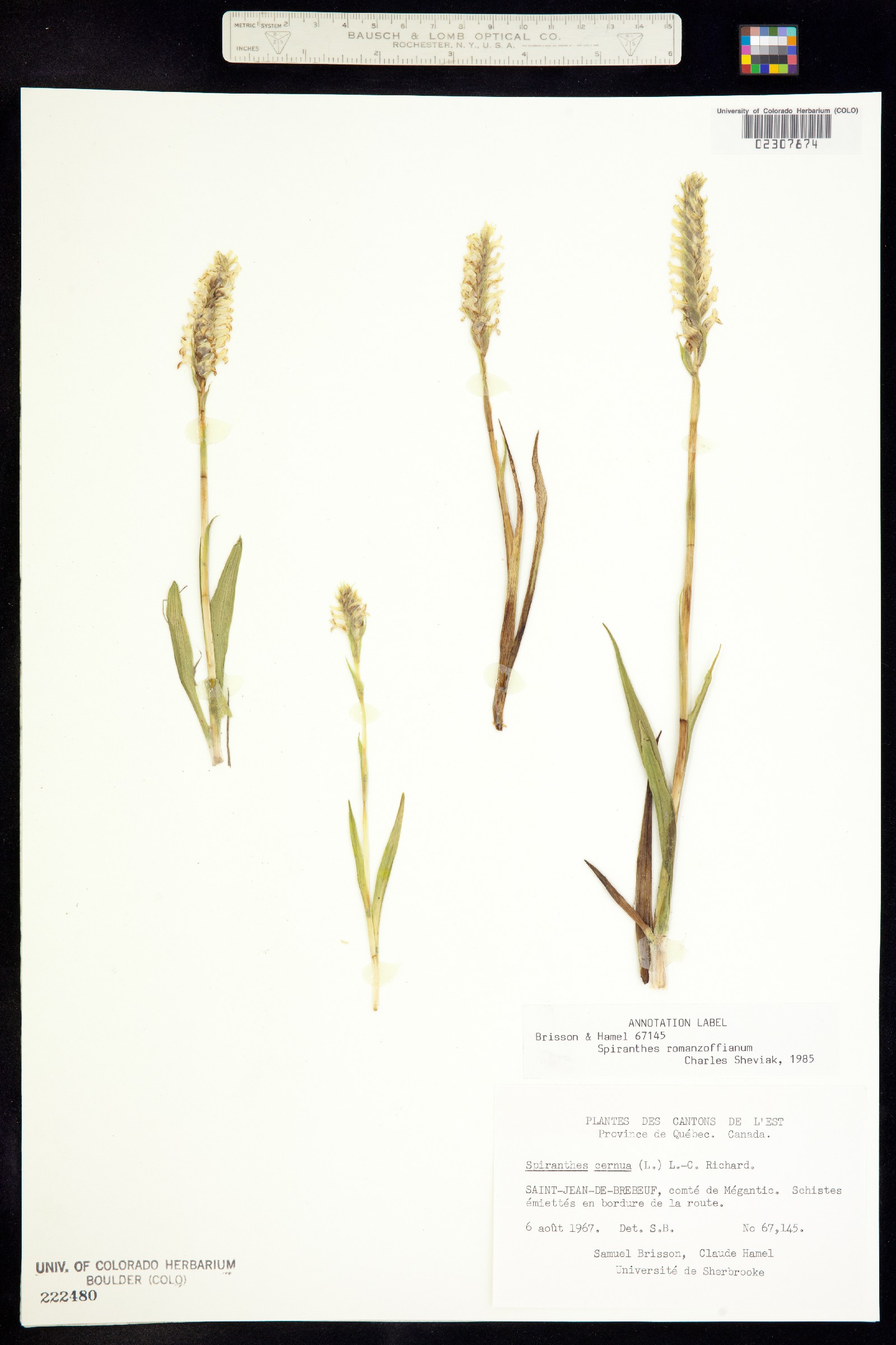 Spiranthes romanzoffiana image