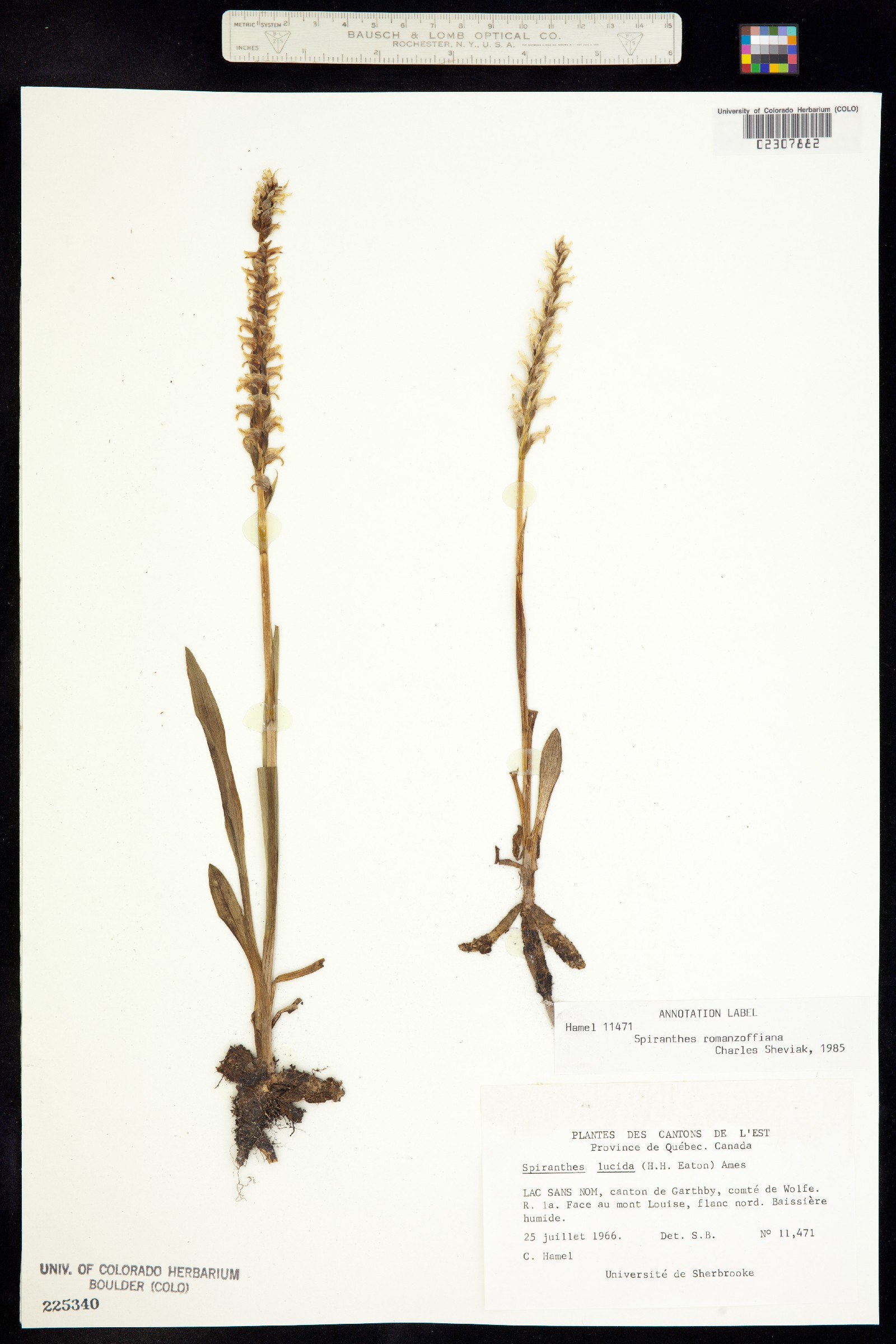 Spiranthes romanzoffiana image