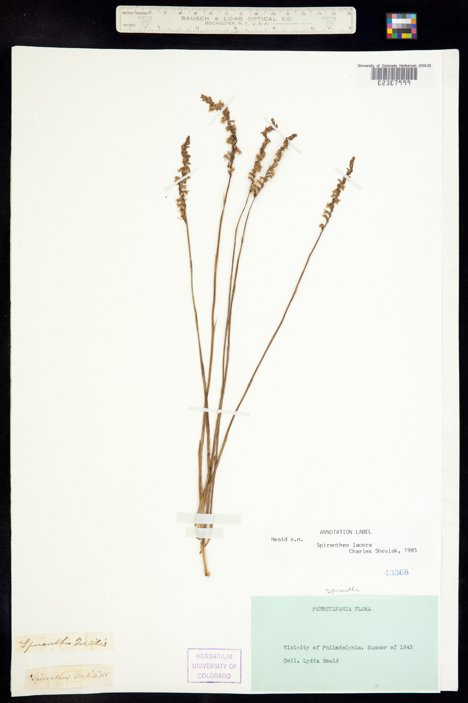 Spiranthes lacera image