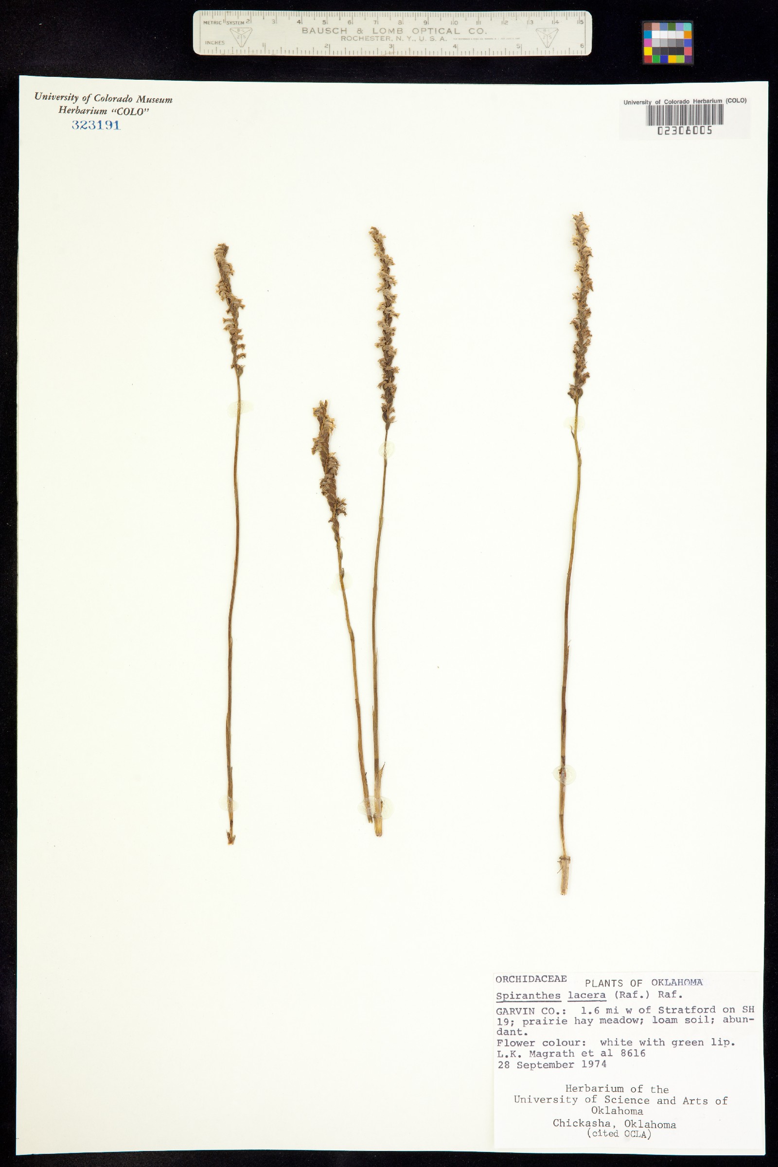 Spiranthes lacera image