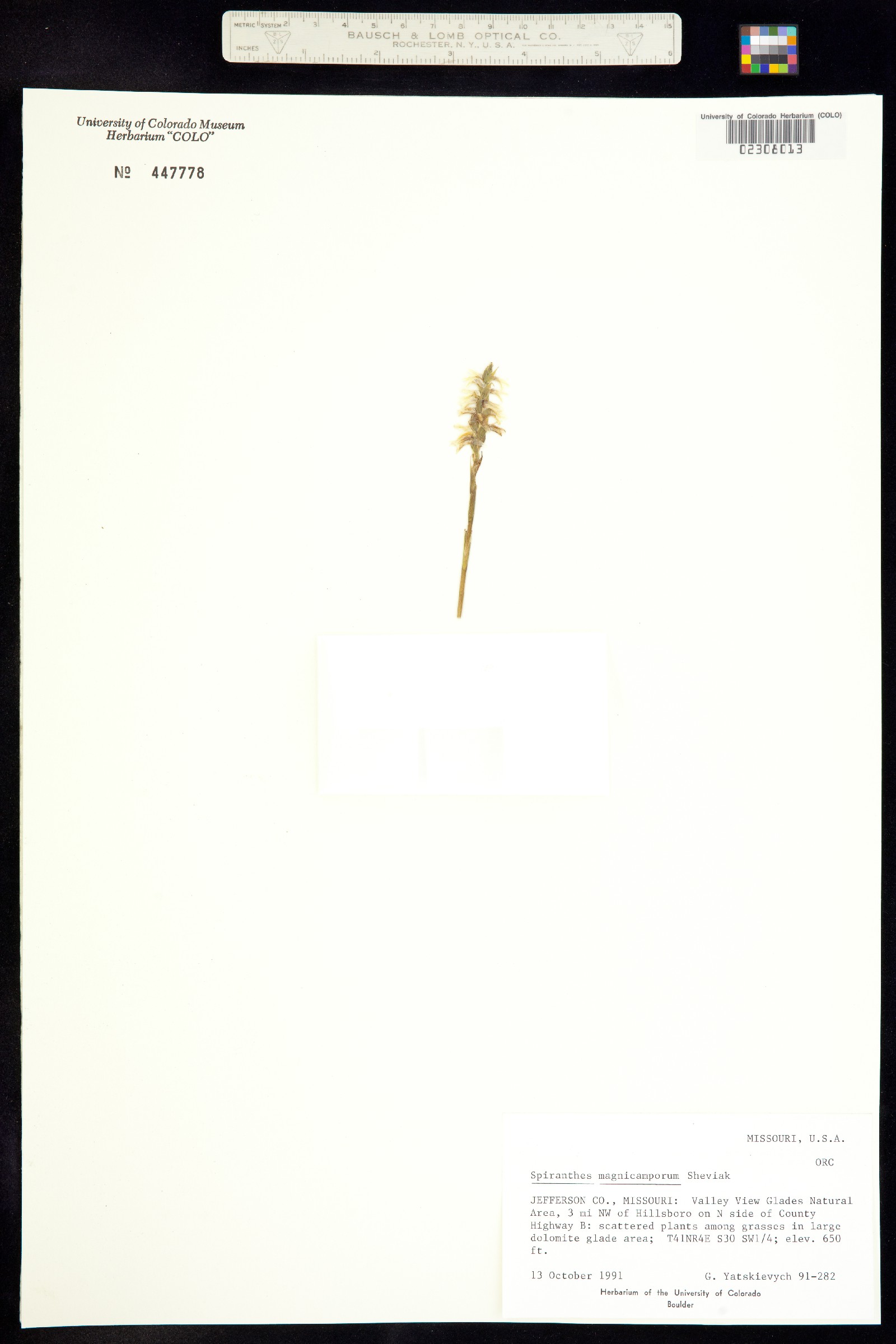 Orchidaceae image
