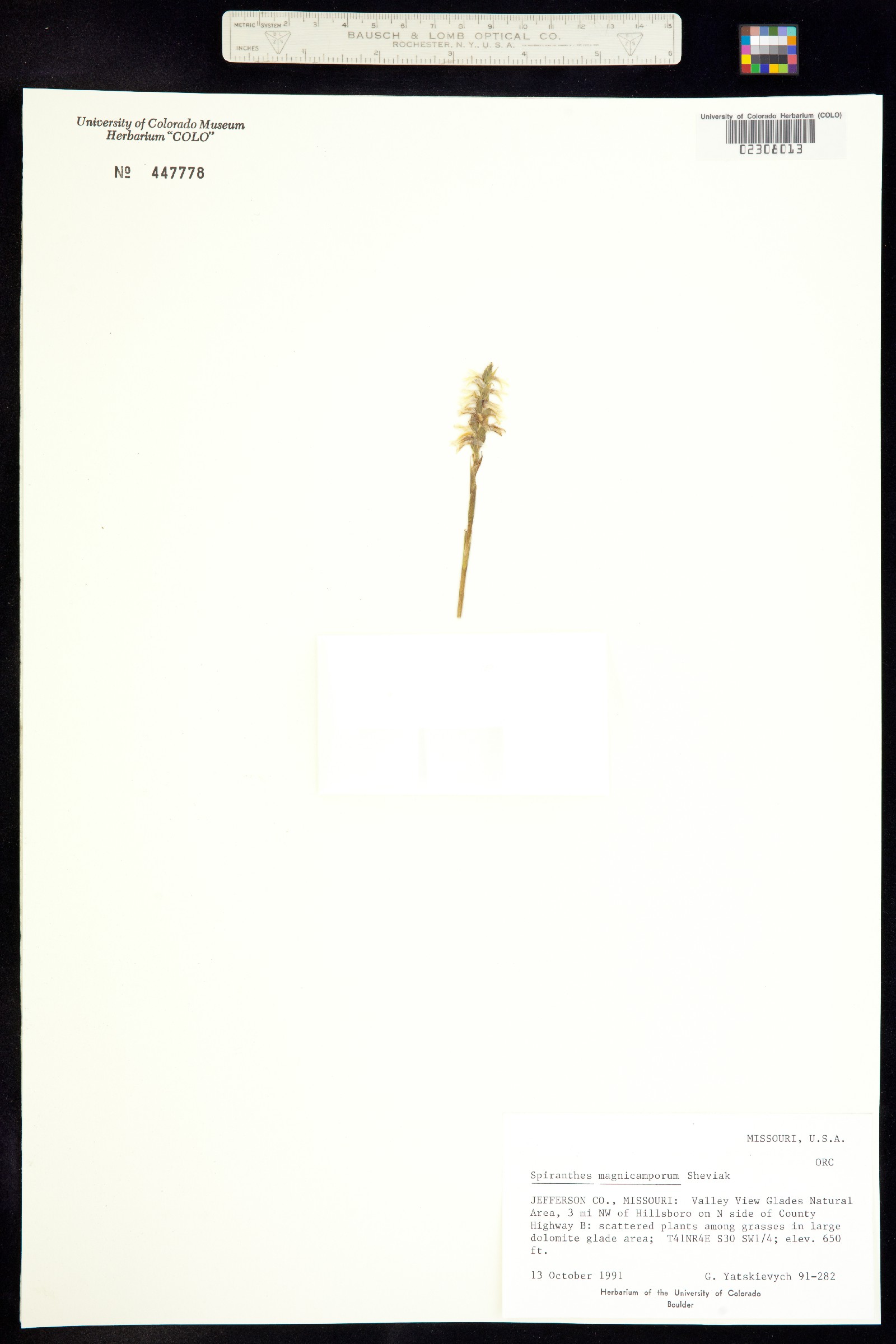 Spiranthes magnicamporum image