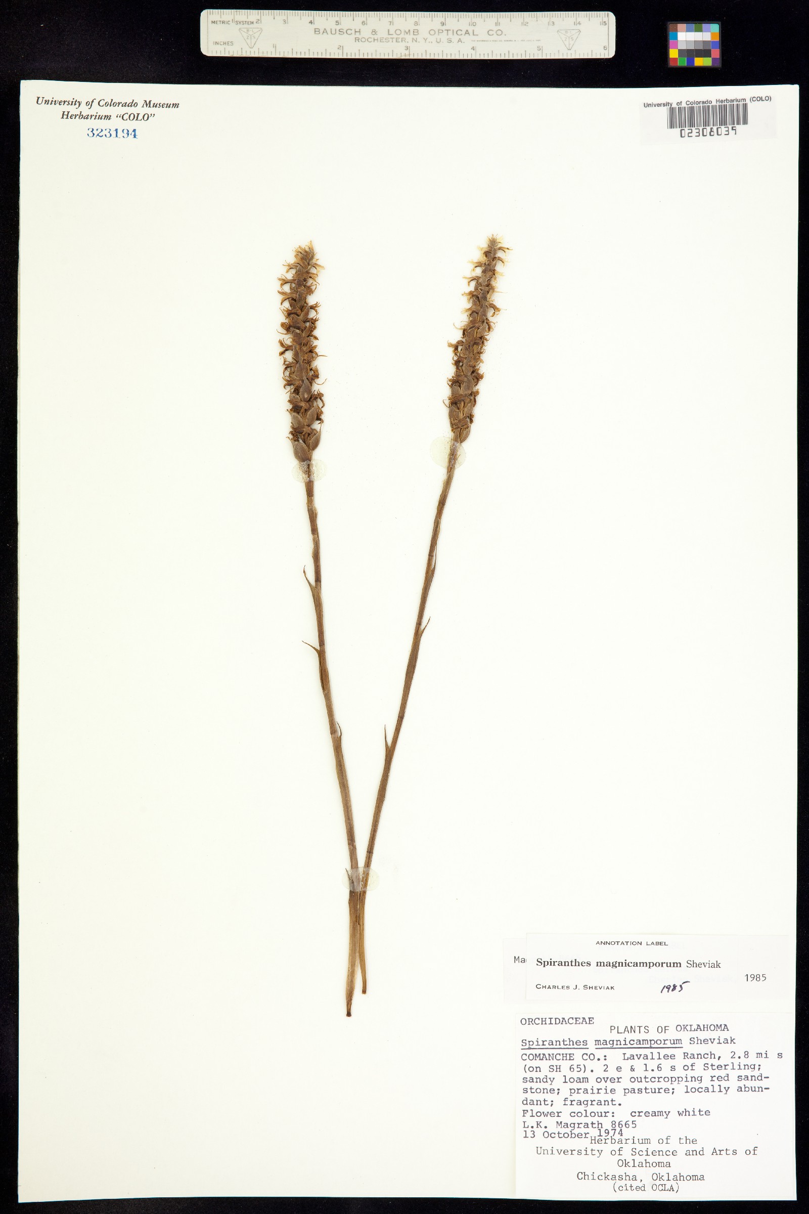 Spiranthes magnicamporum image