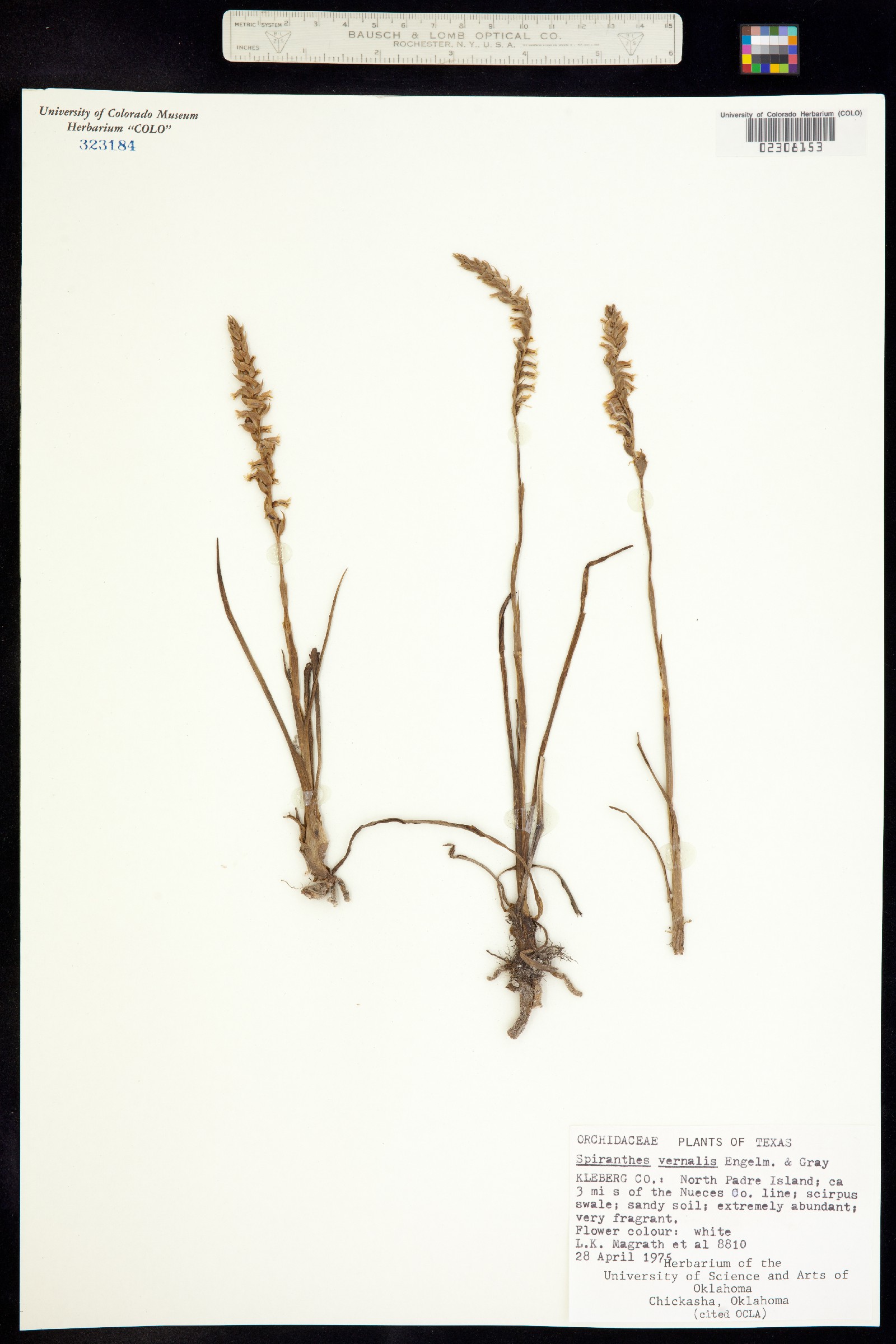 Spiranthes vernalis image