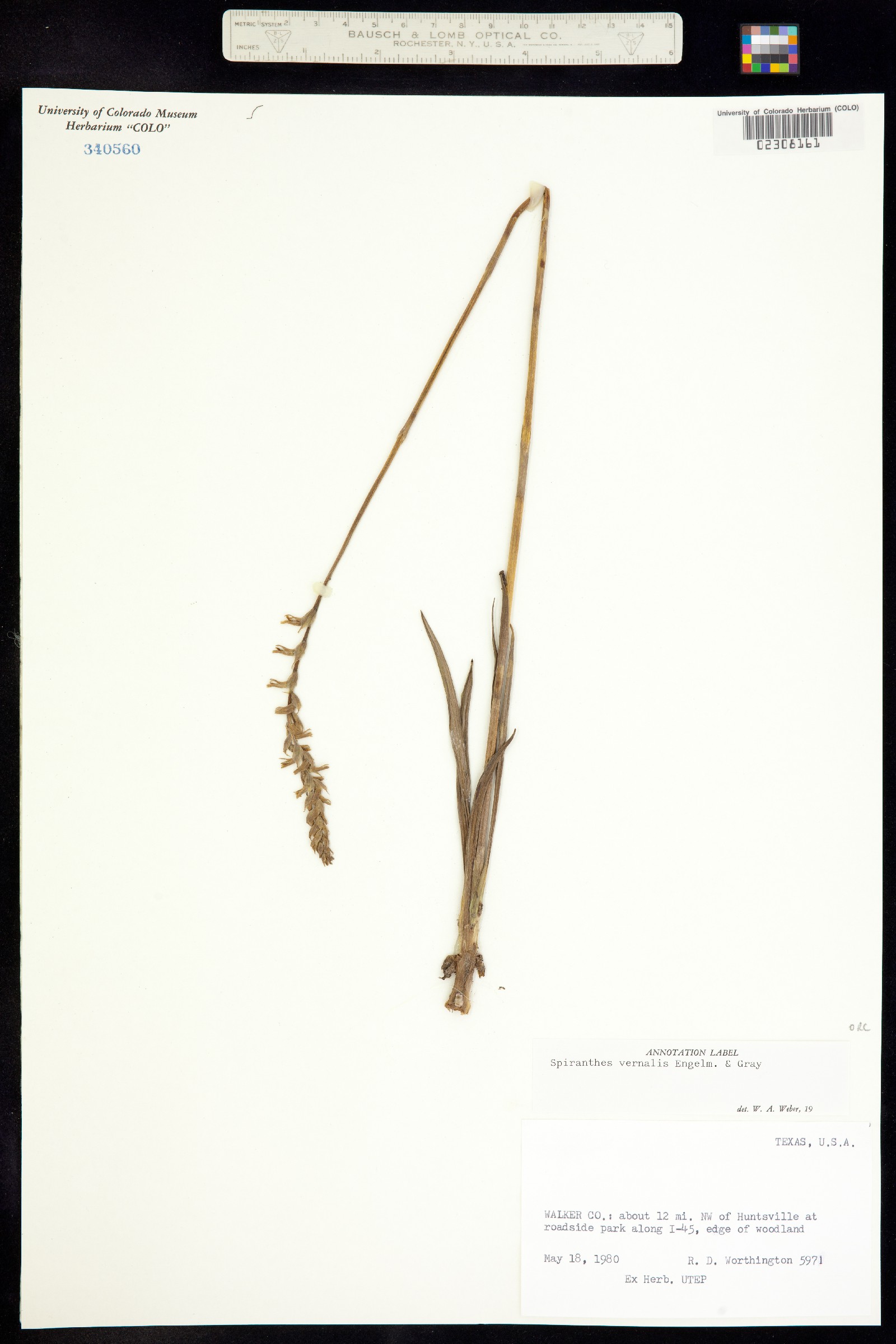 Spiranthes vernalis image