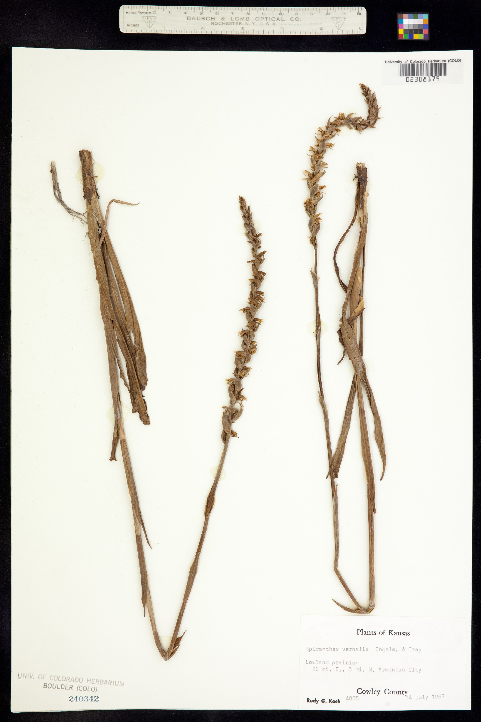 Spiranthes vernalis image