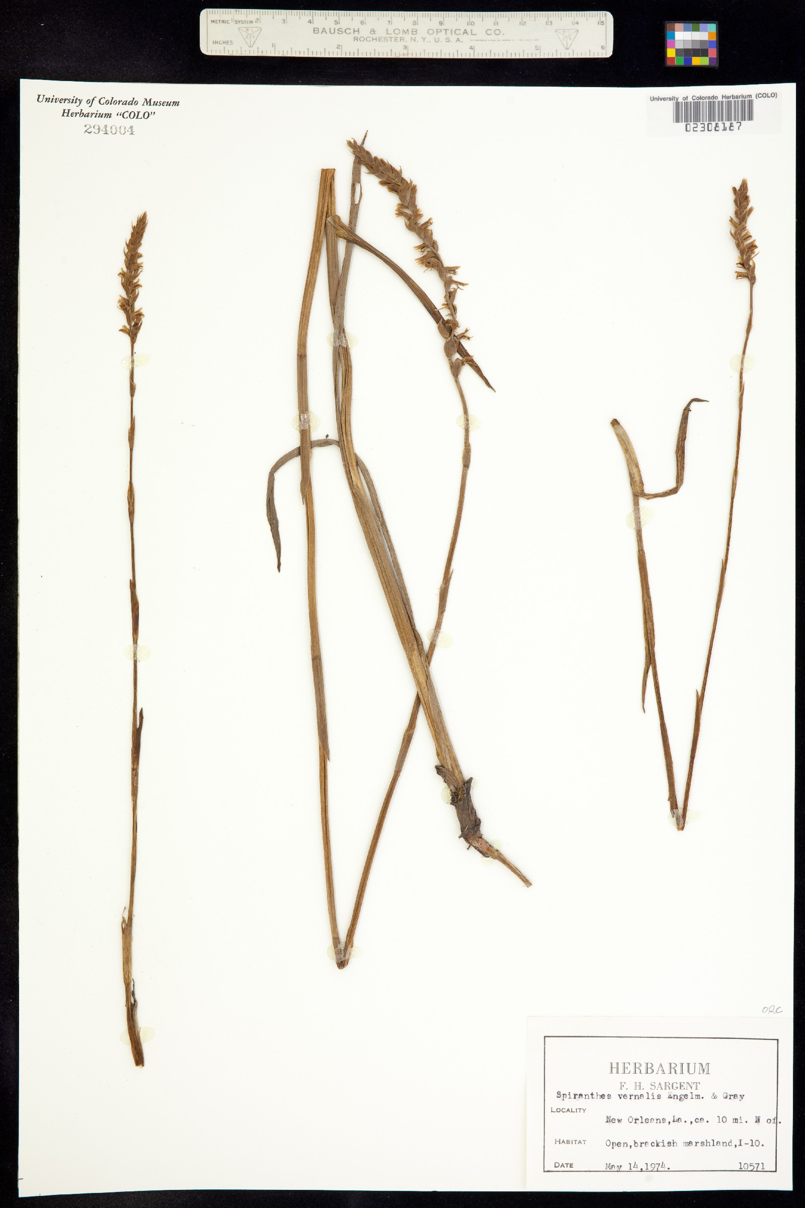 Spiranthes vernalis image