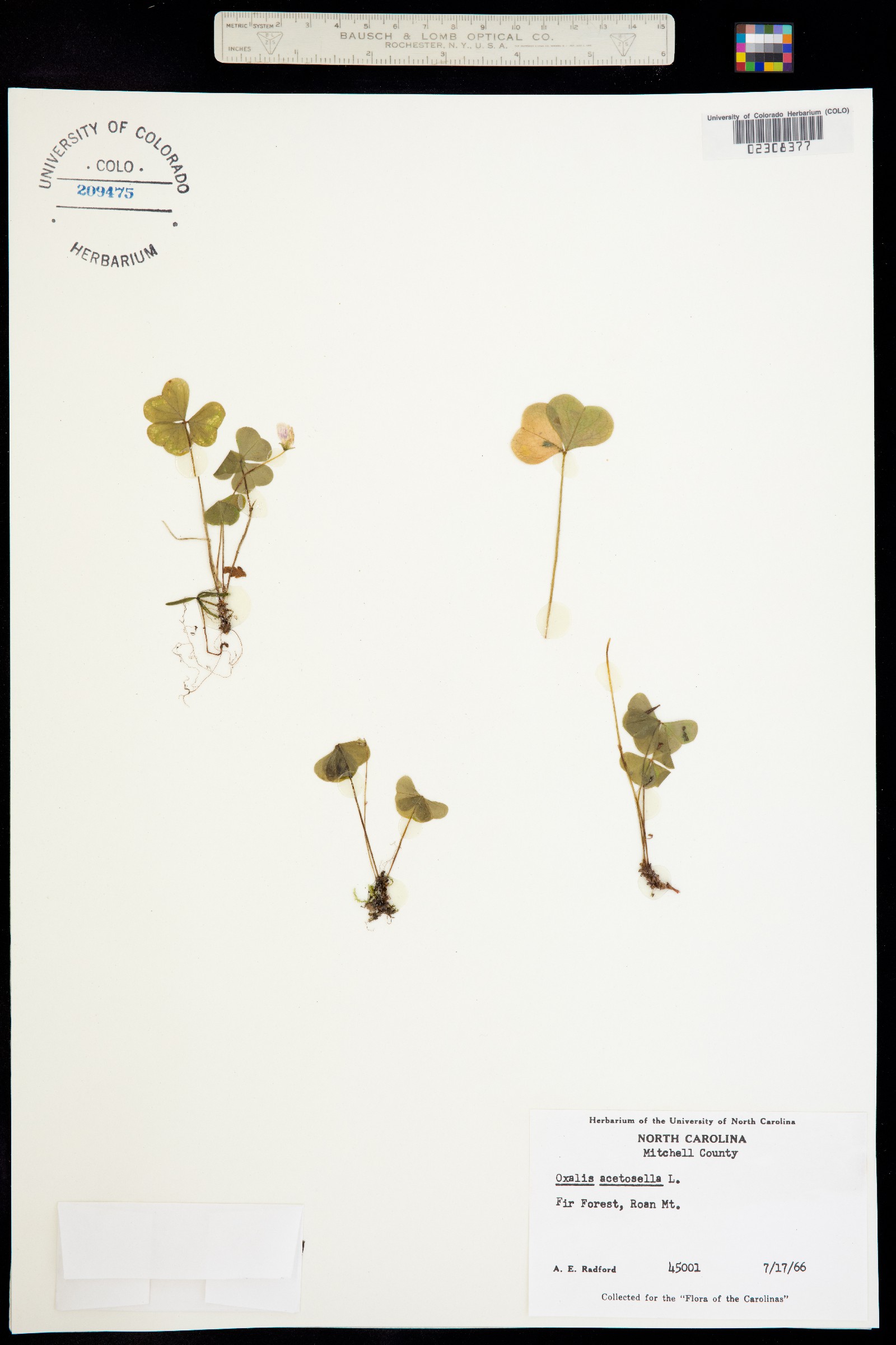 Oxalis montana image