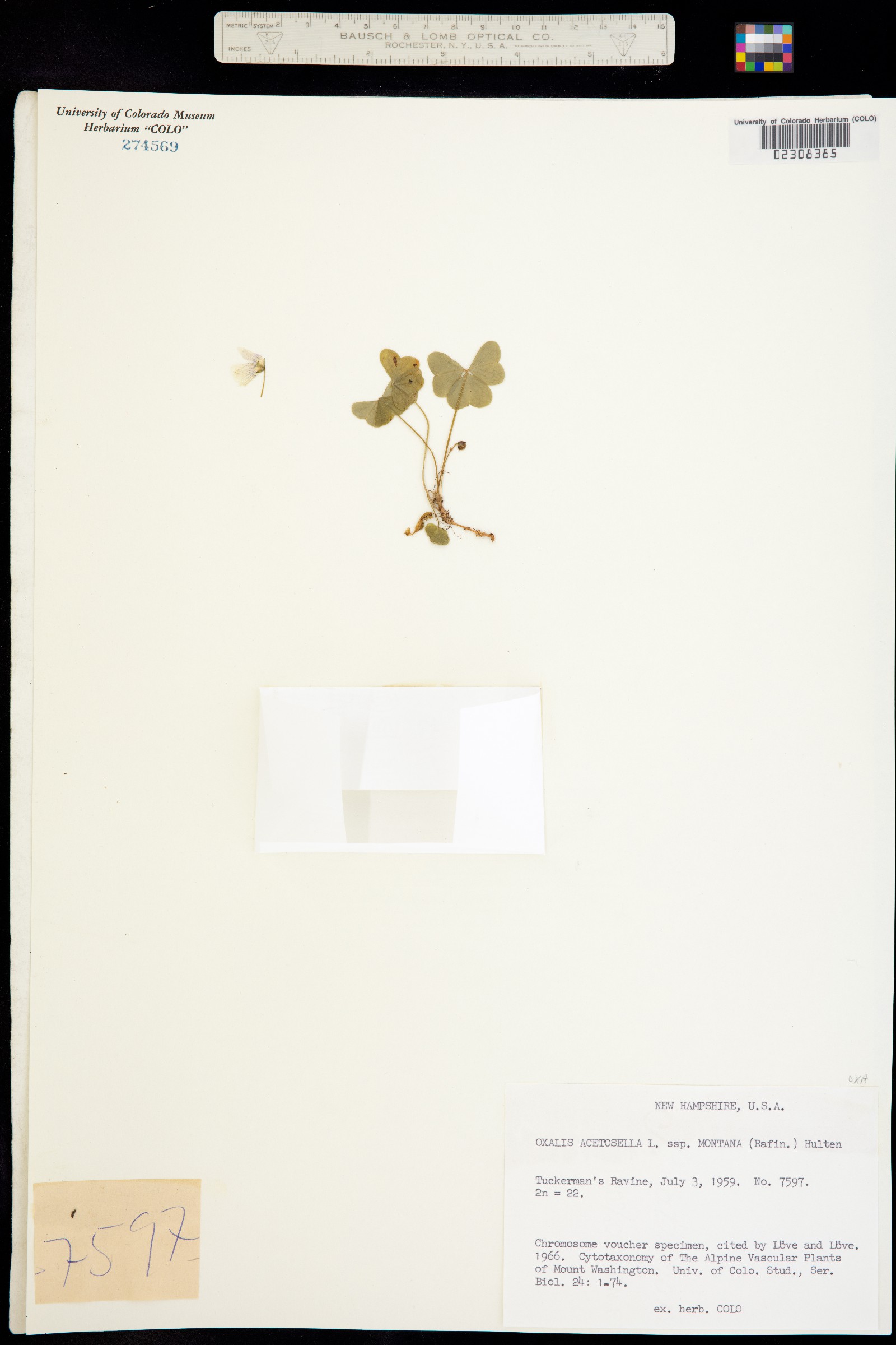 Oxalis montana image