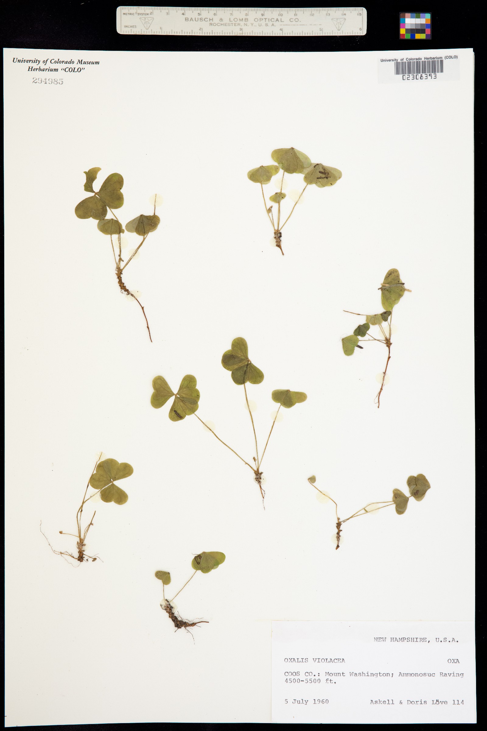 Oxalis montana image