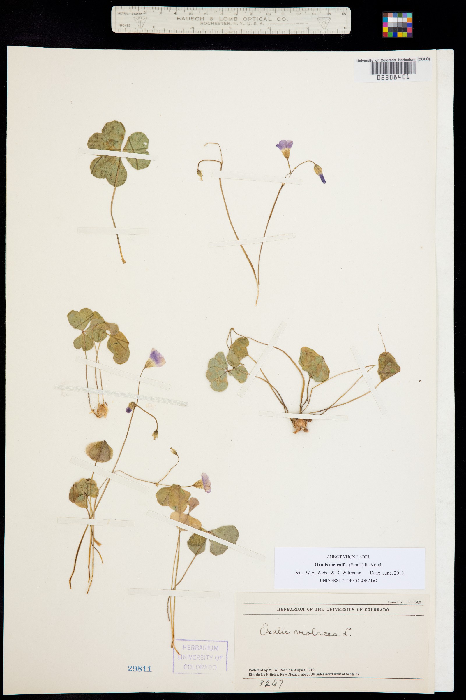 Oxalis alpina image