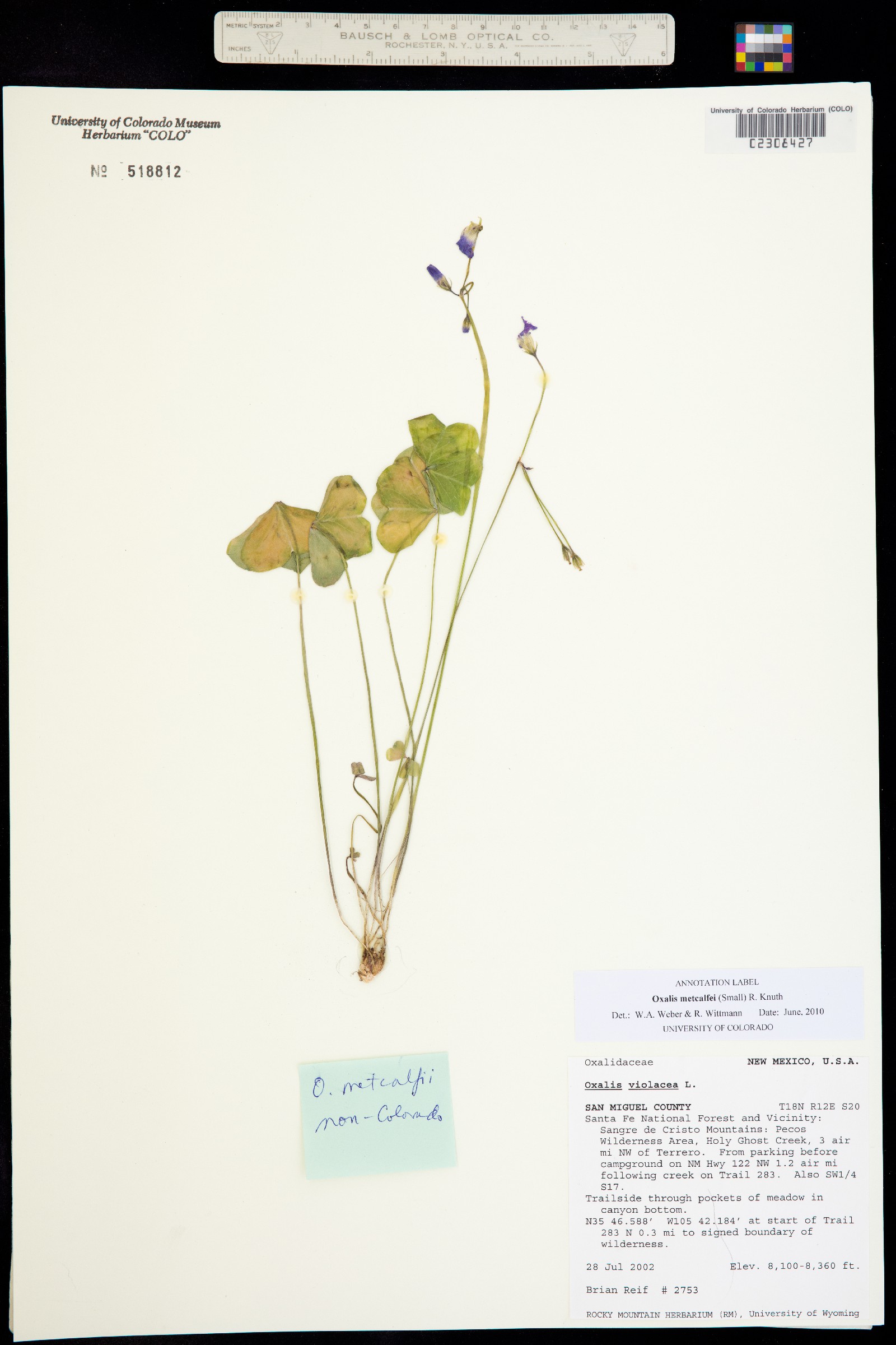 Oxalis alpina image