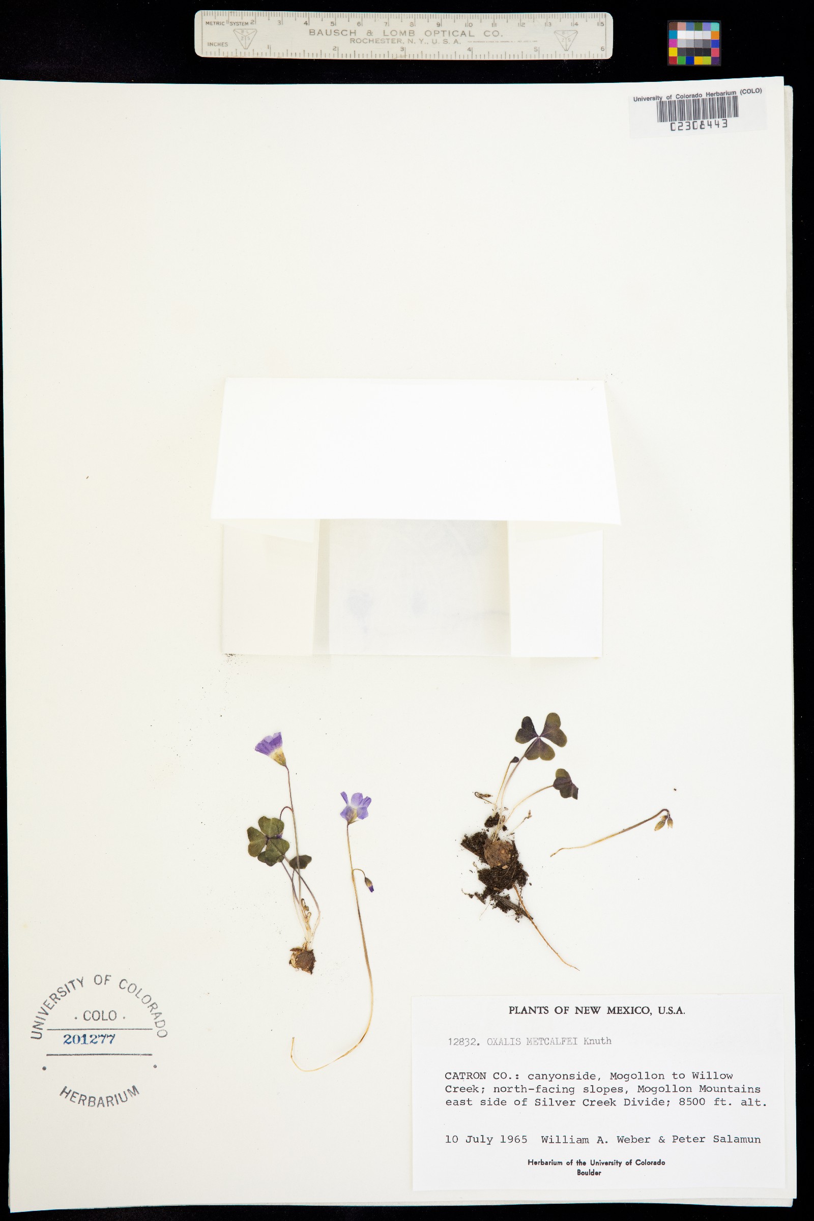 Oxalis alpina image