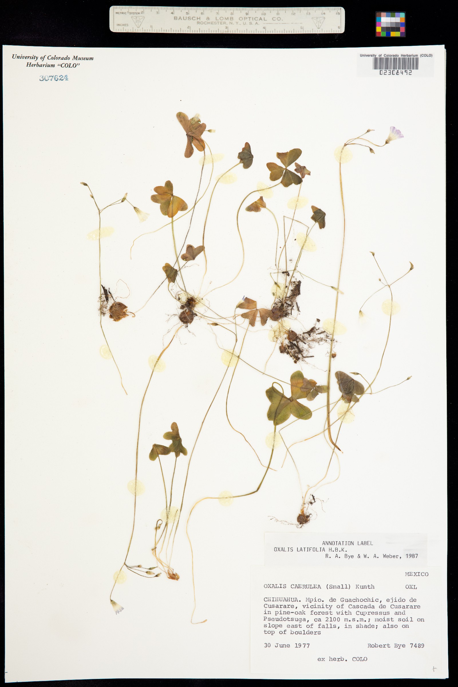 Oxalis latifolia image