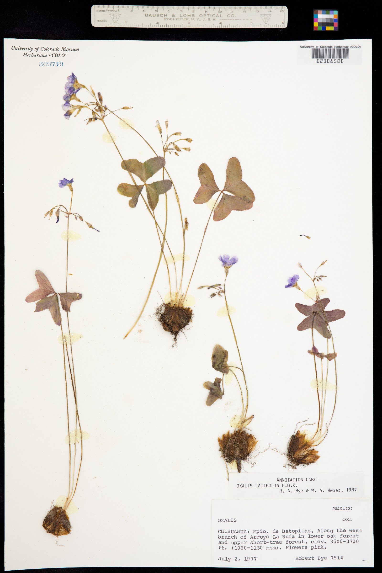 Oxalis latifolia image