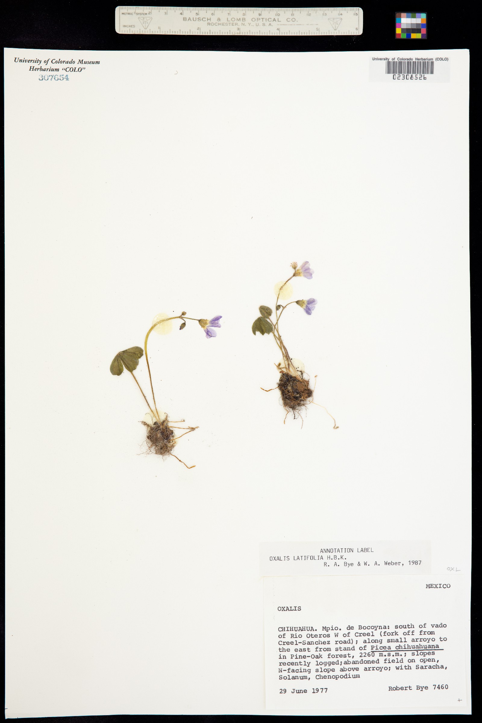 Oxalis latifolia image