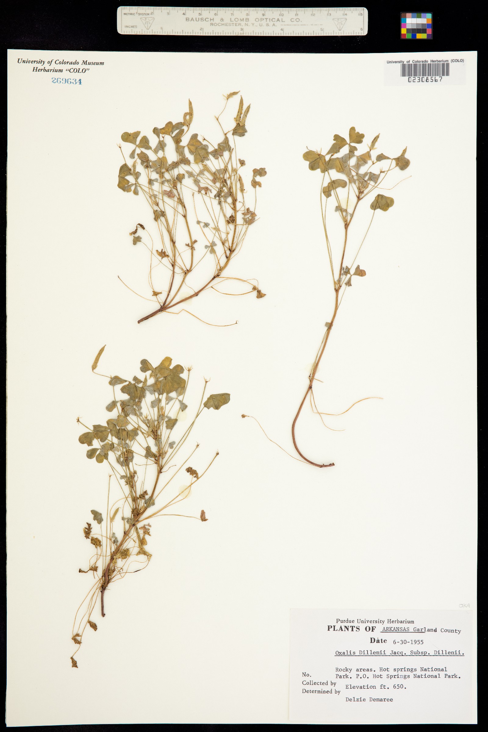 Oxalis dillenii image