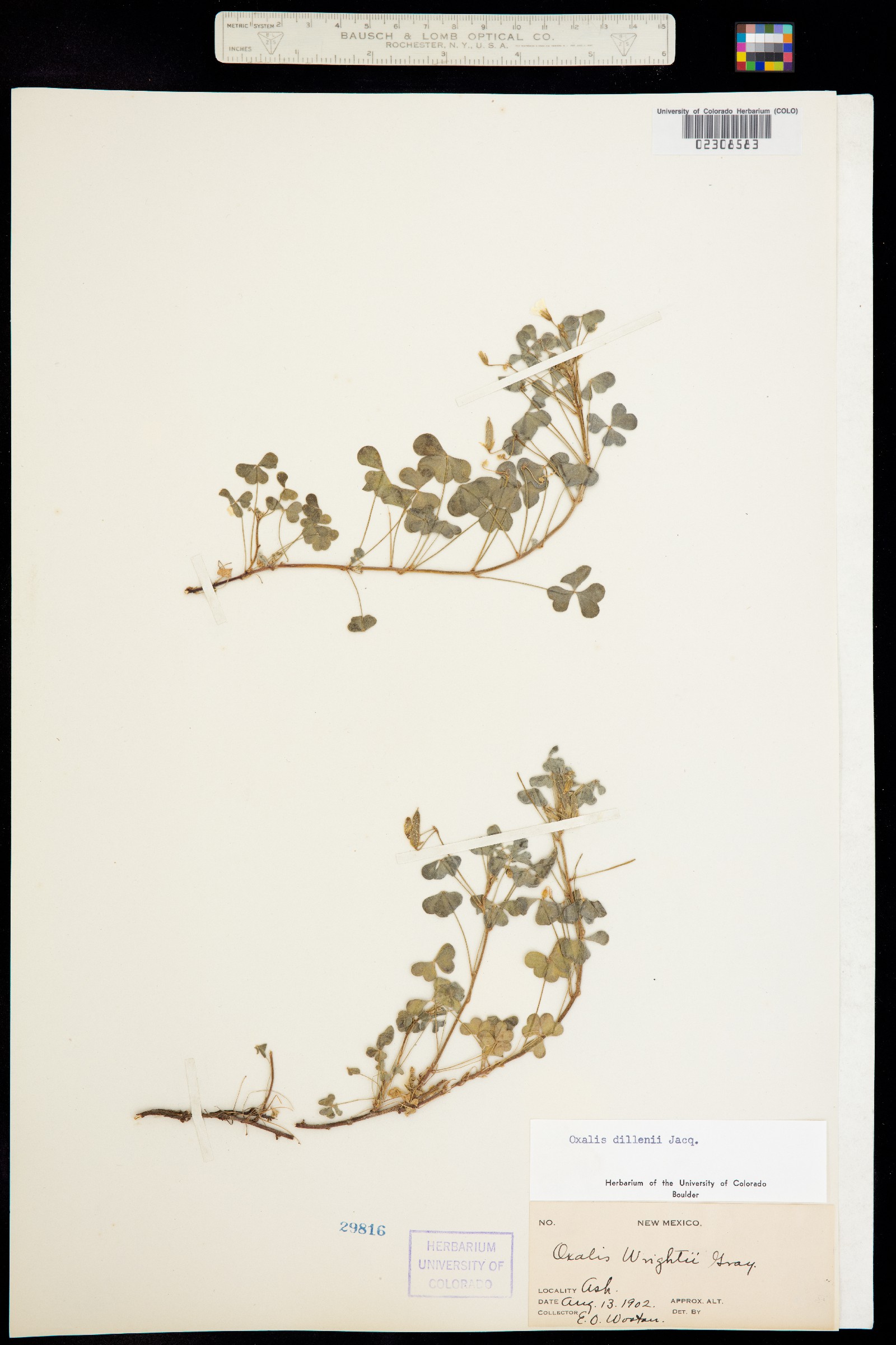 Oxalis dillenii image