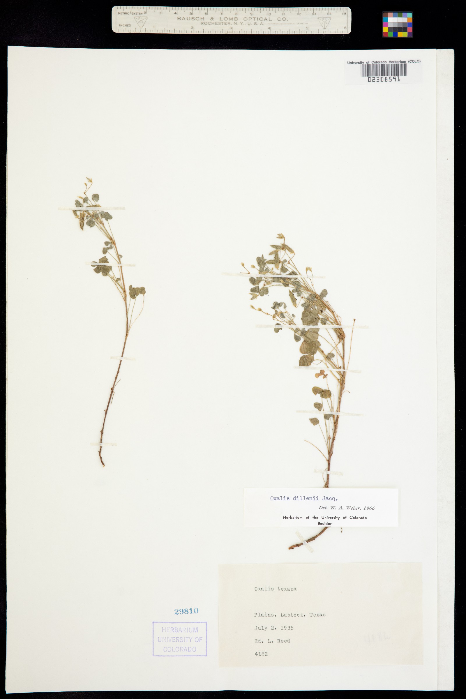 Oxalis dillenii image