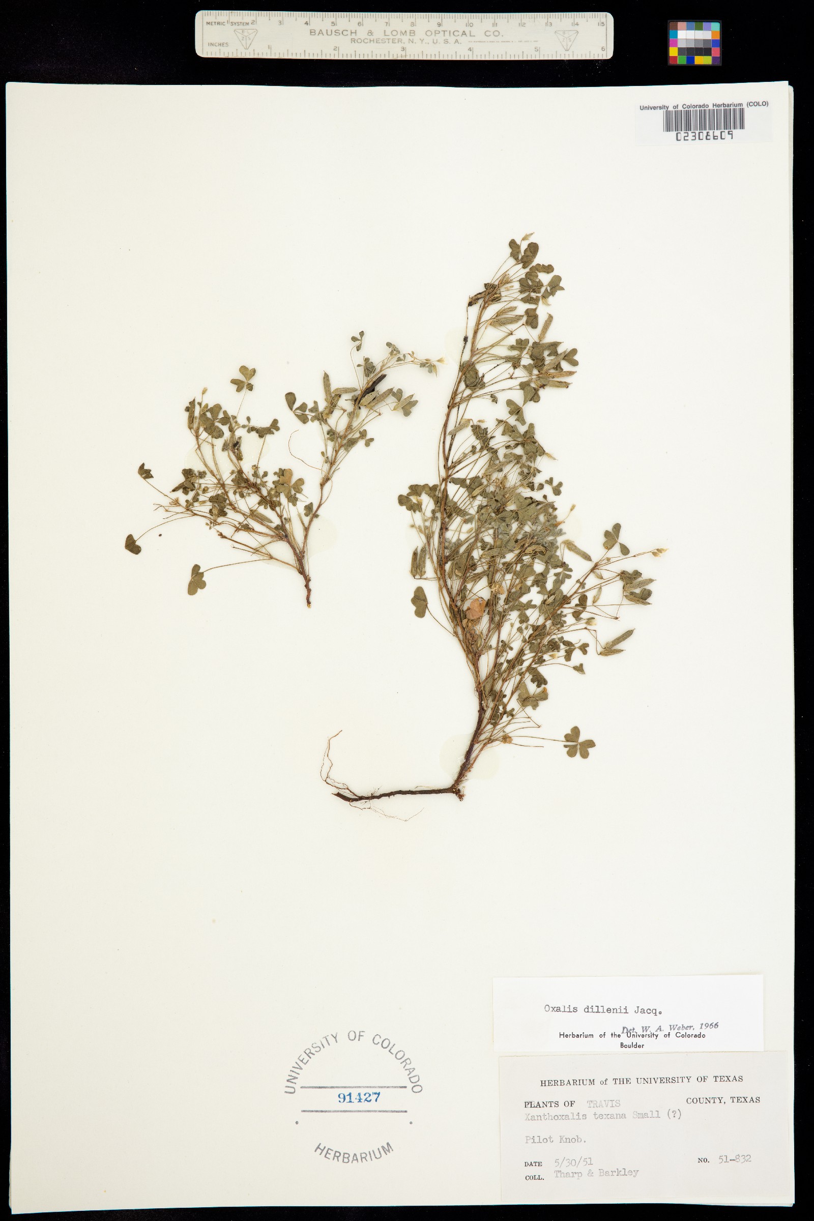 Oxalis dillenii image