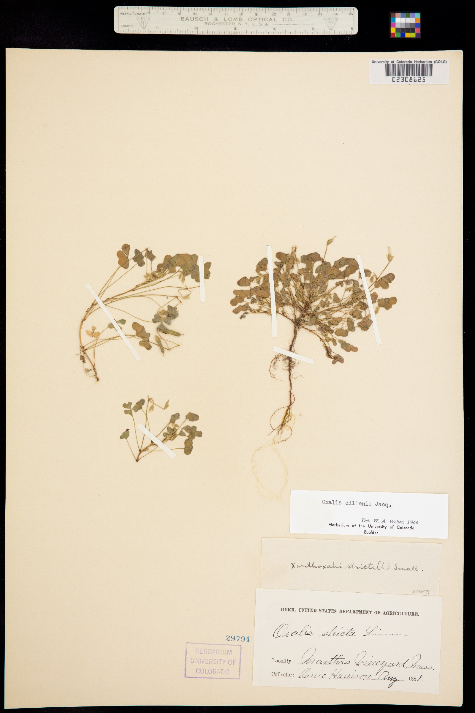 Oxalis dillenii image