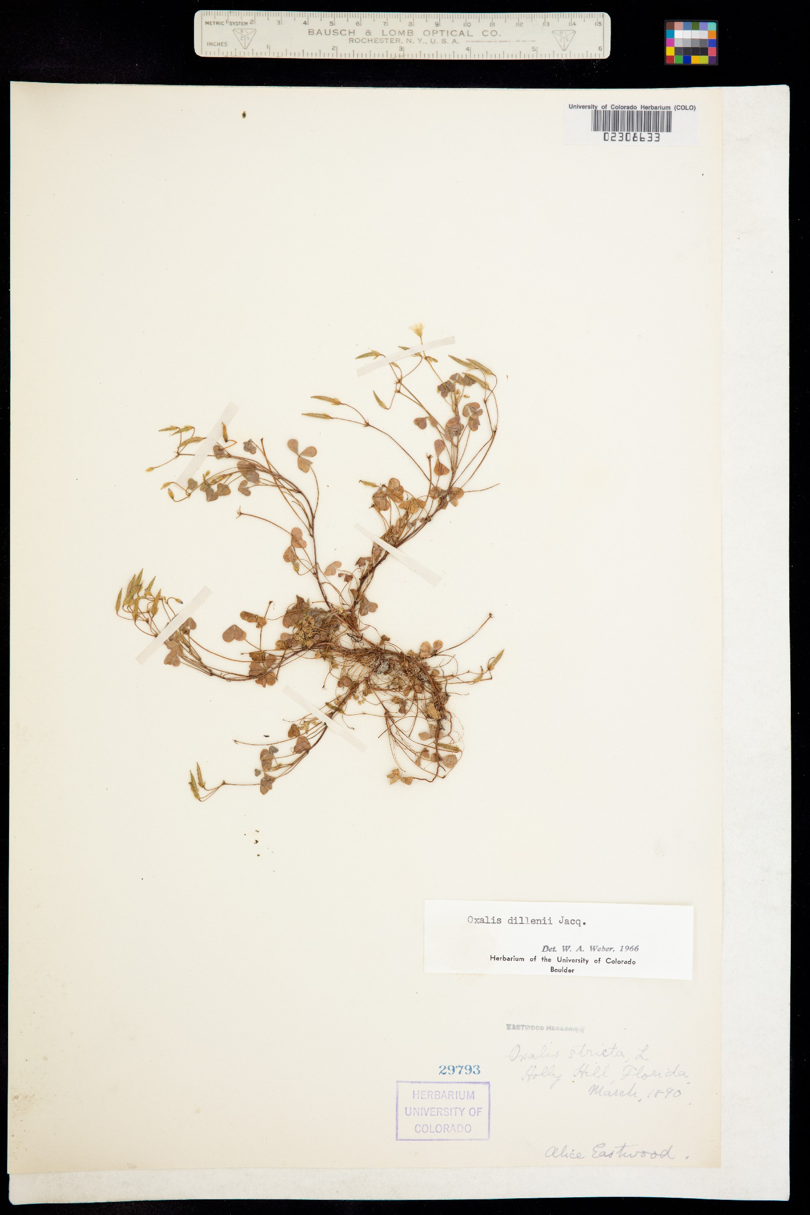 Oxalis dillenii image