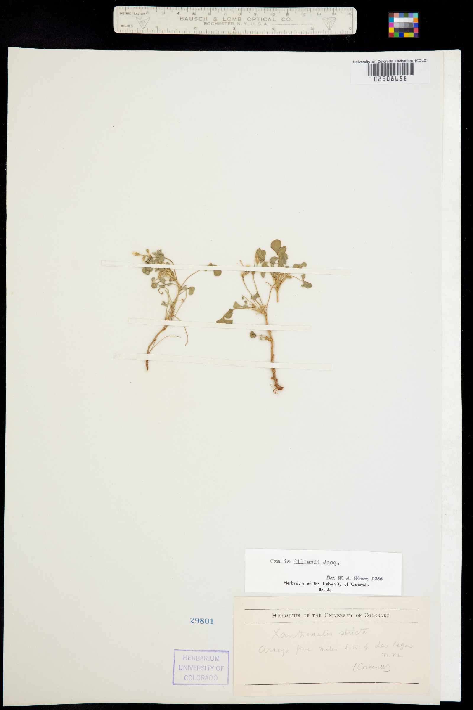 Oxalis dillenii image