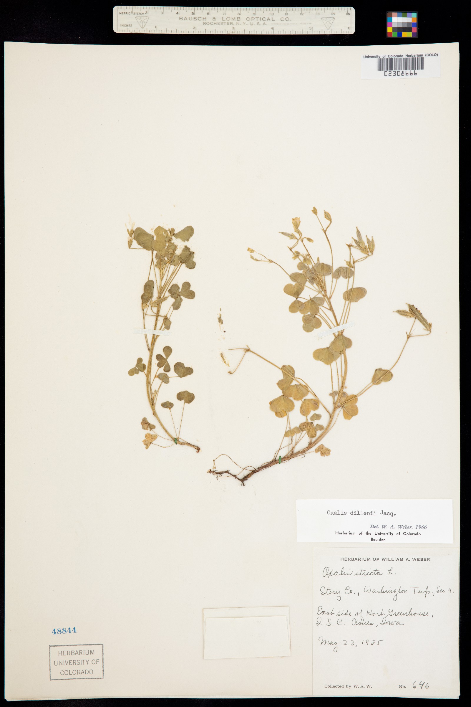 Oxalis dillenii image