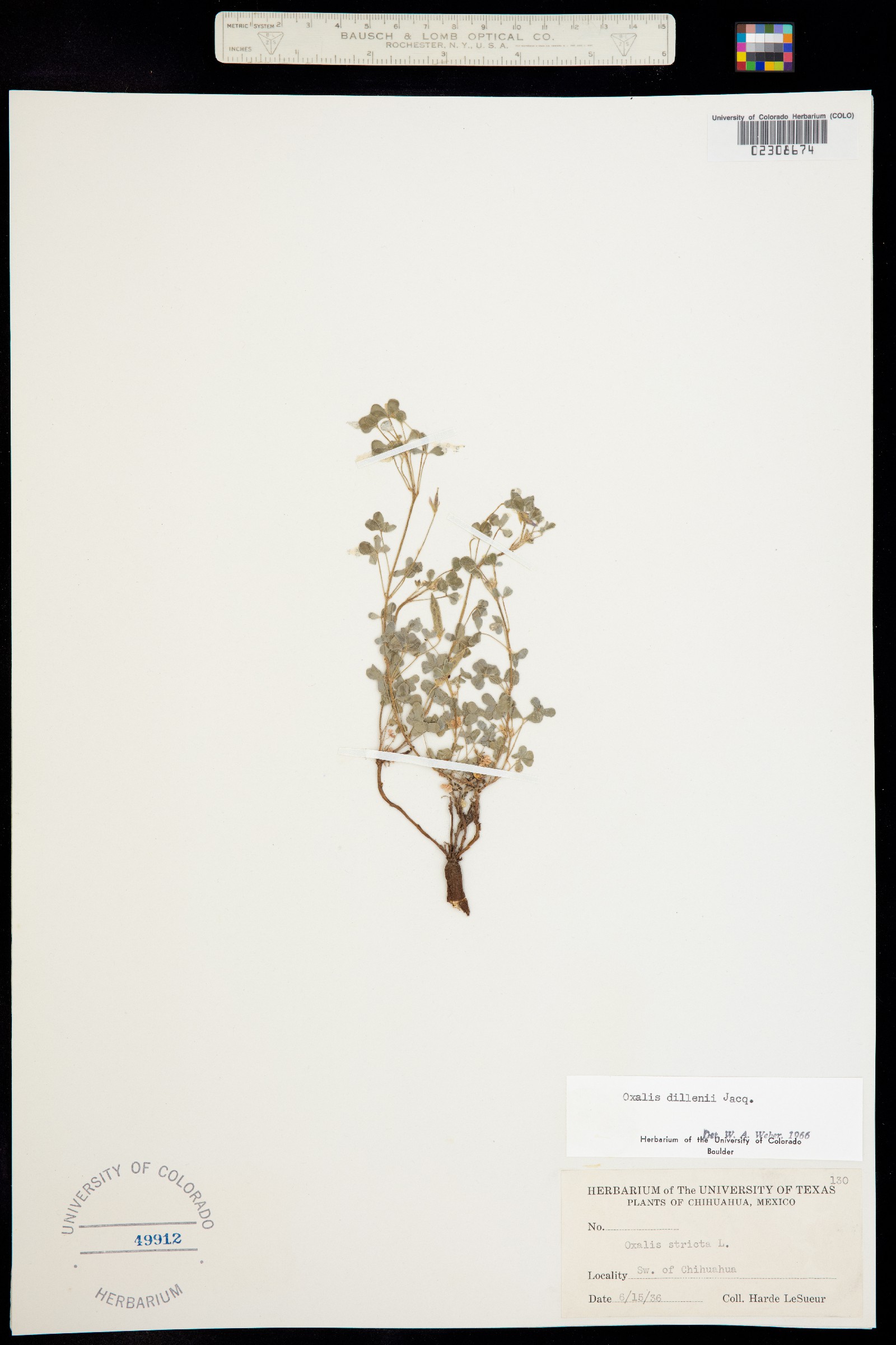 Oxalis dillenii image