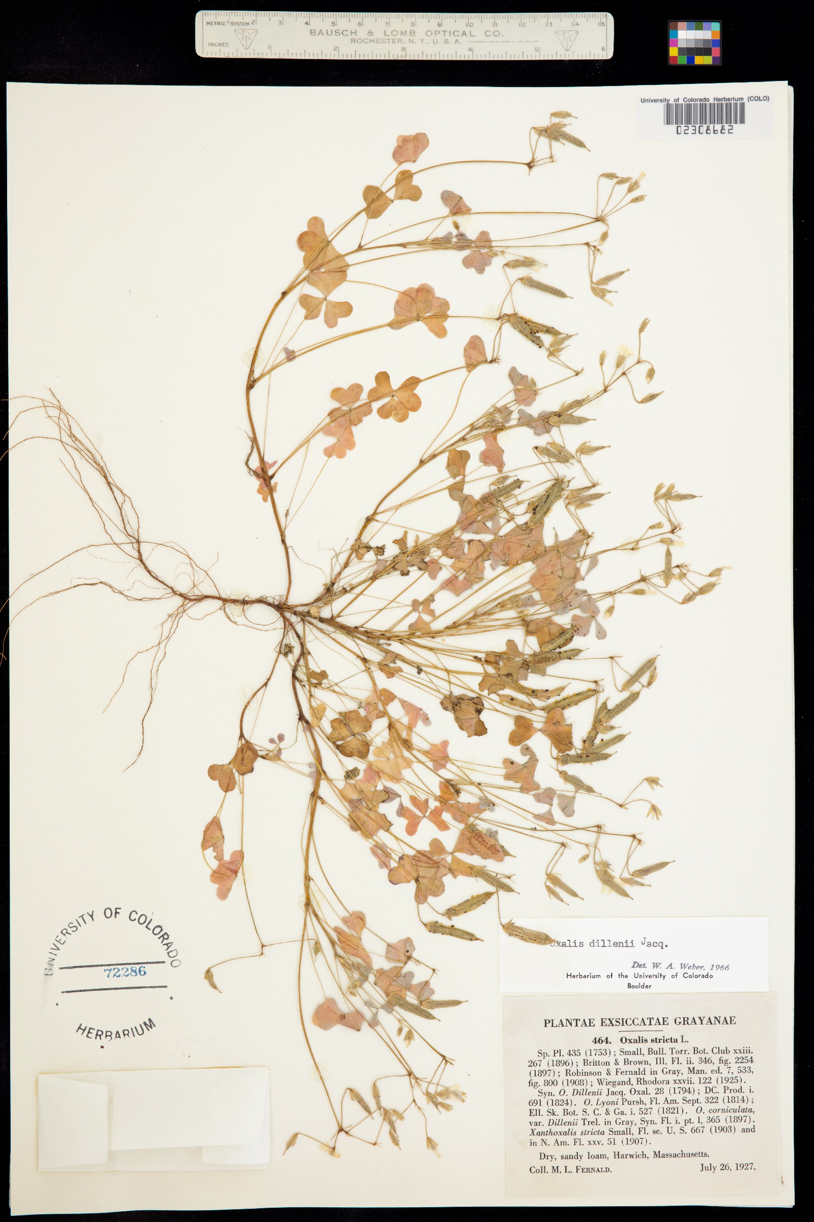 Oxalis dillenii image