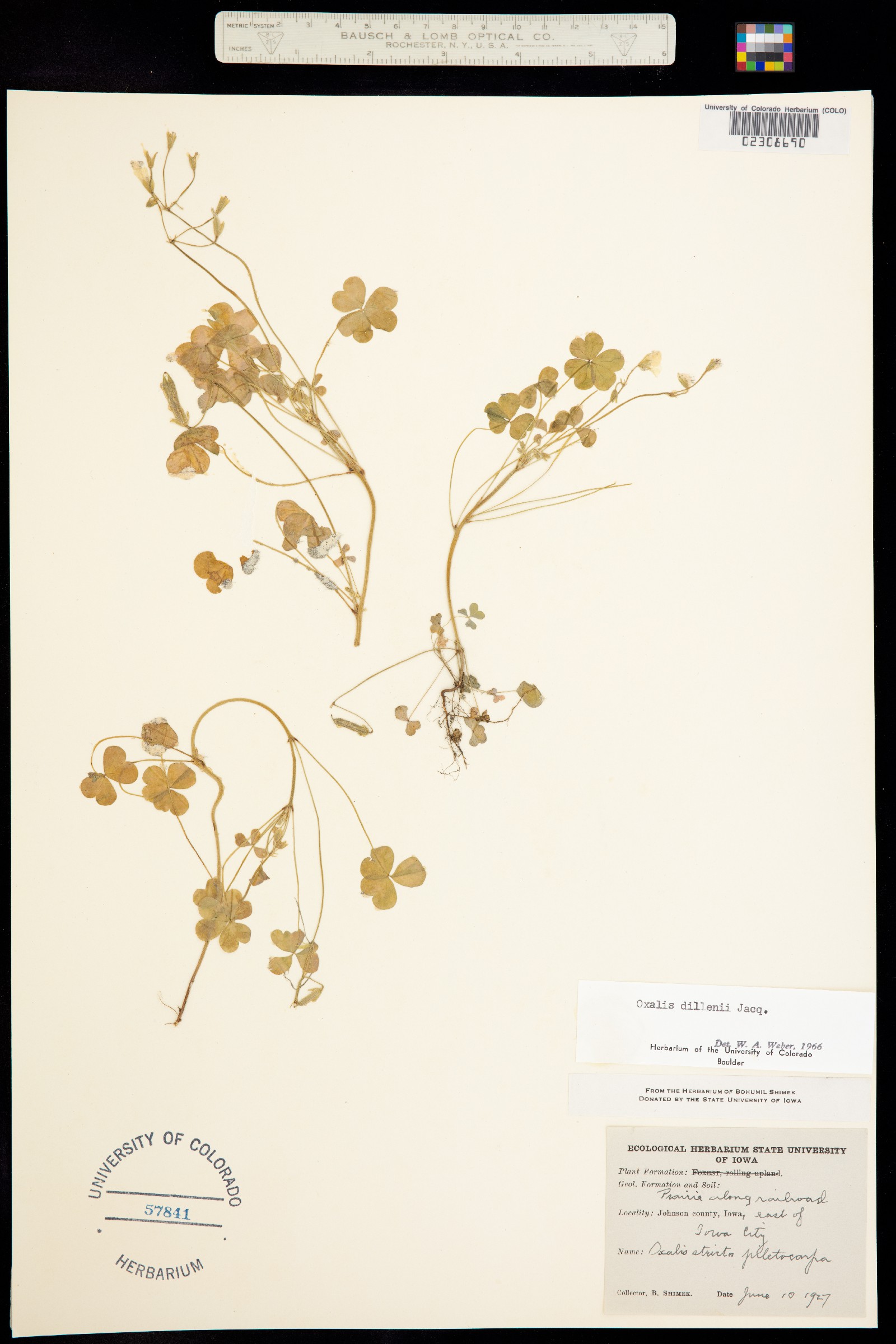 Oxalis dillenii image