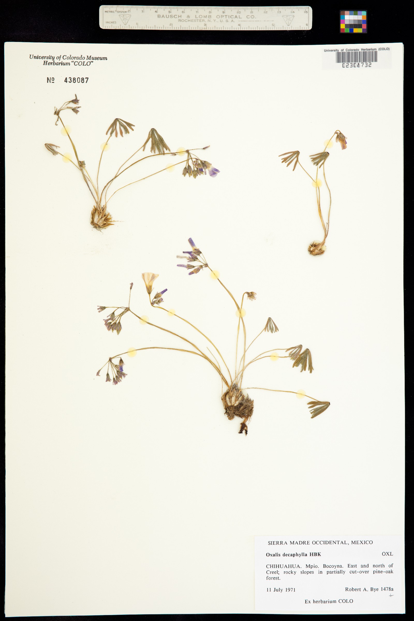 Oxalis decaphylla image