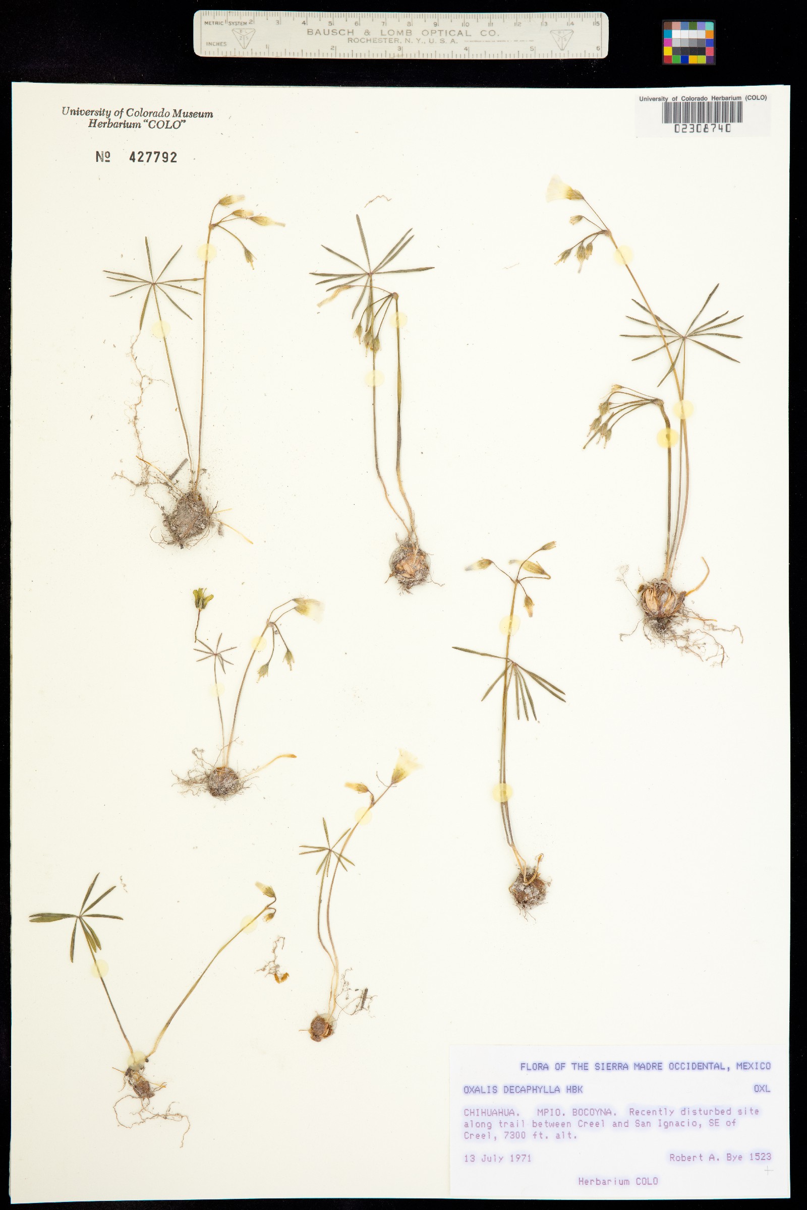 Oxalis decaphylla image