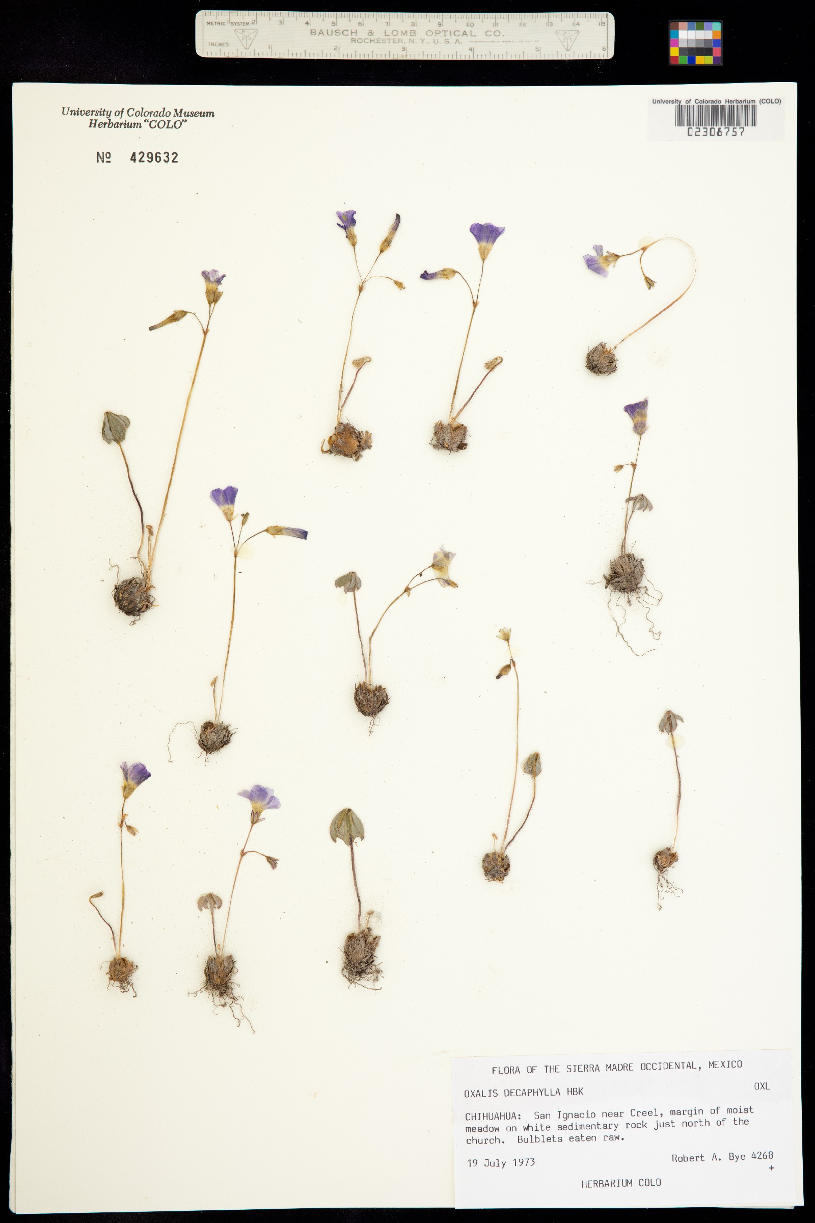 Oxalis decaphylla image