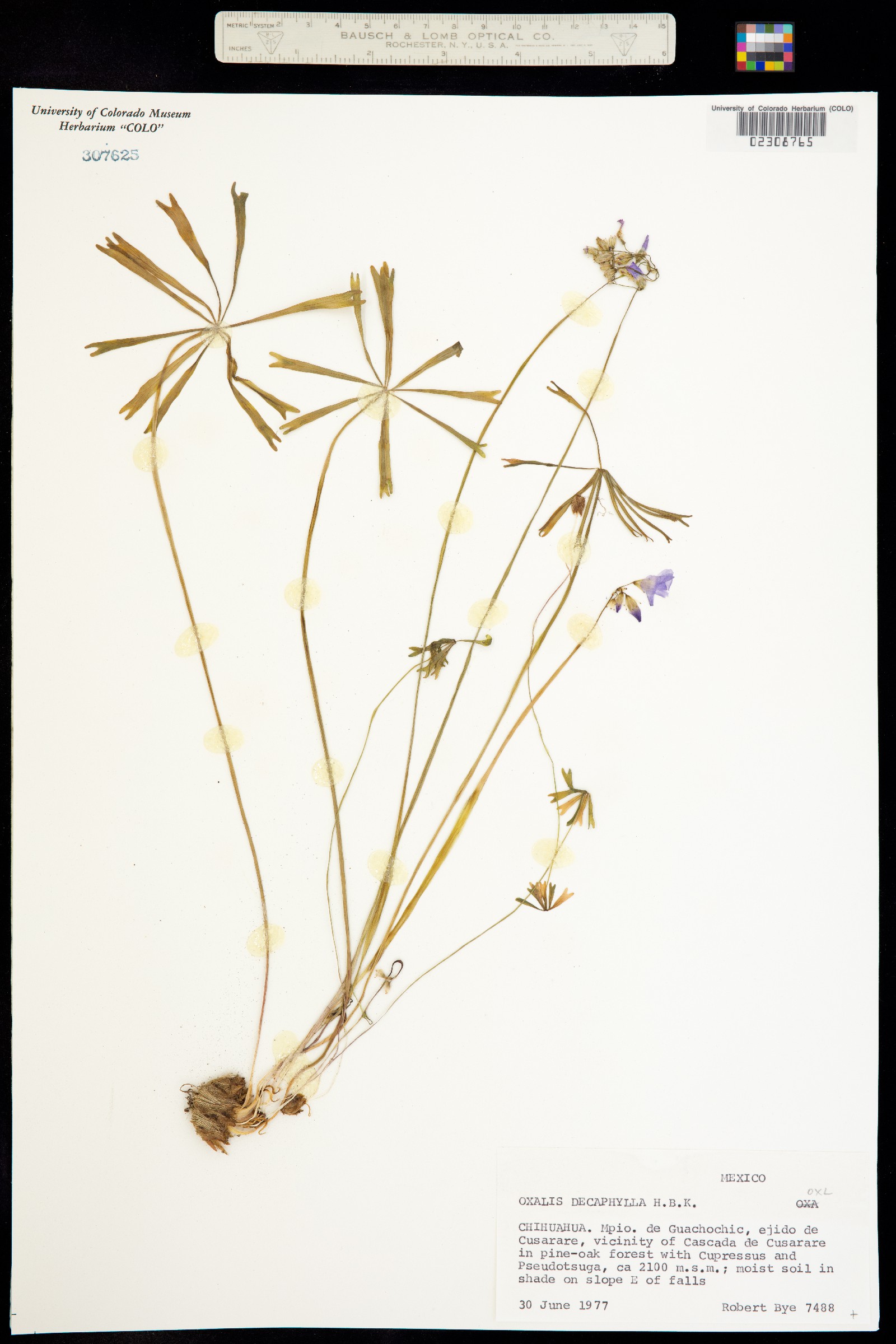 Oxalis decaphylla image